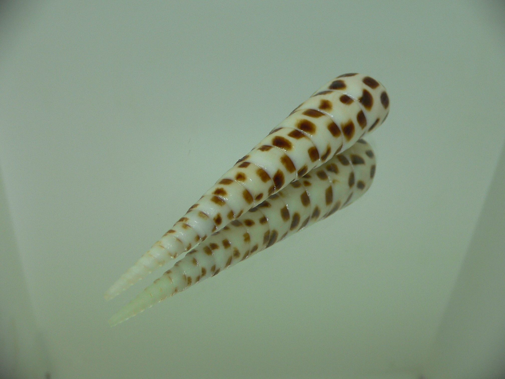 Terebra subulata