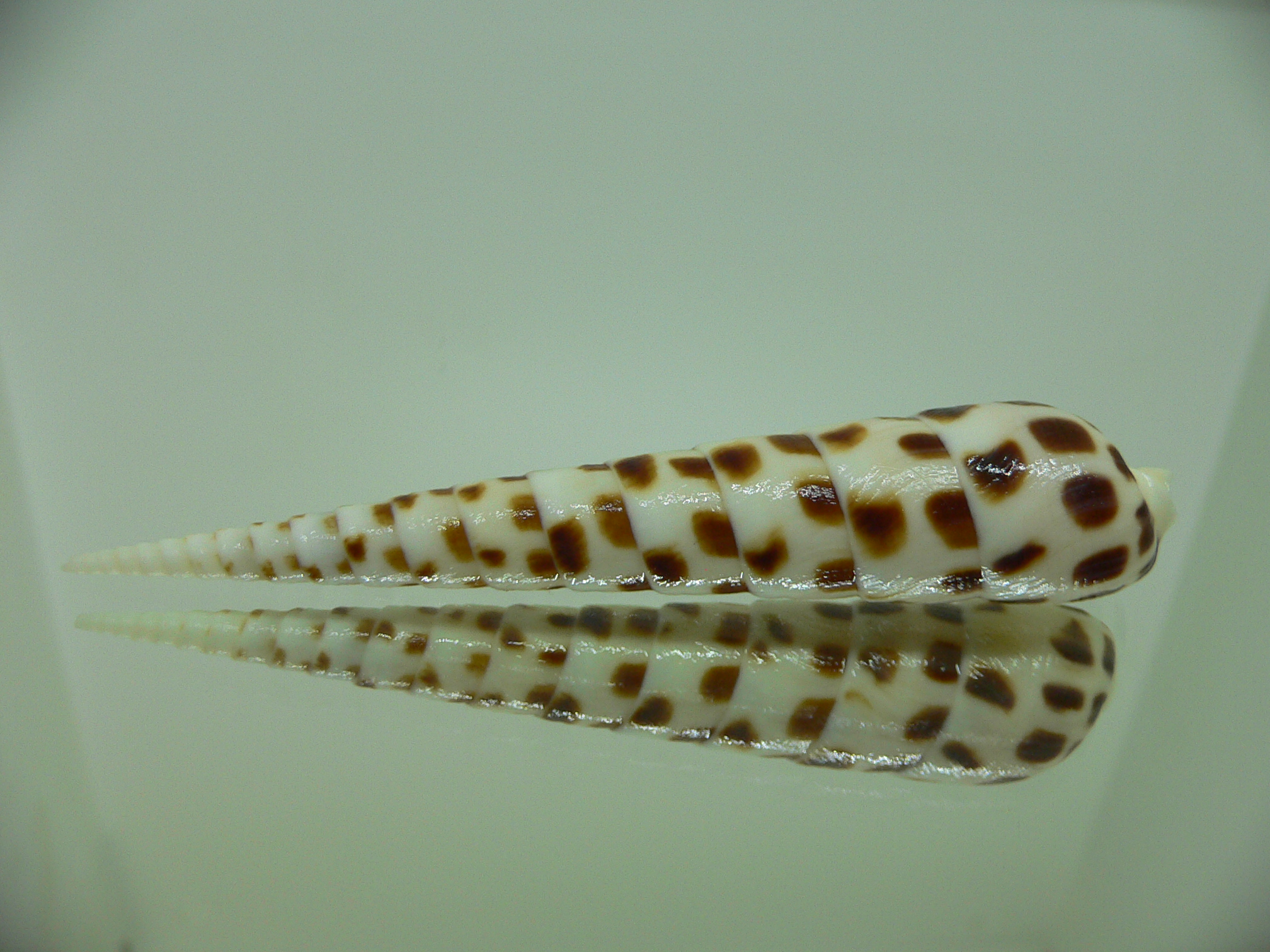 Terebra subulata