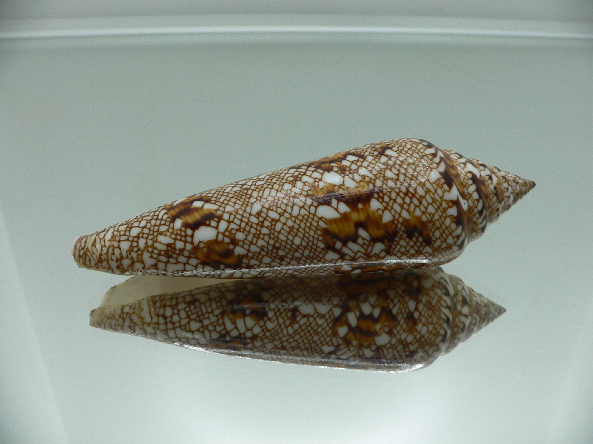 Conus bengalensis ELONGATE