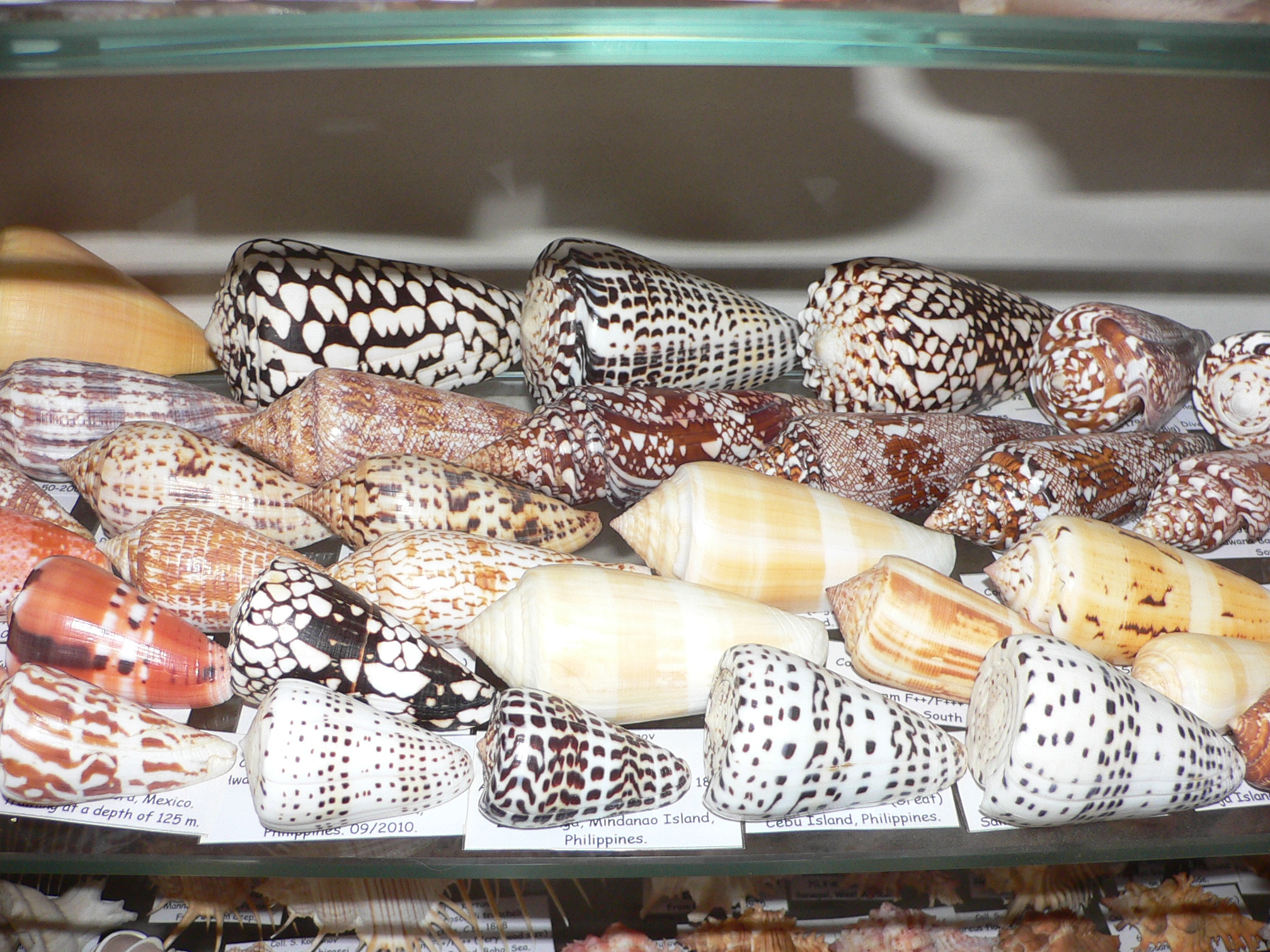 Conus bengalensis
