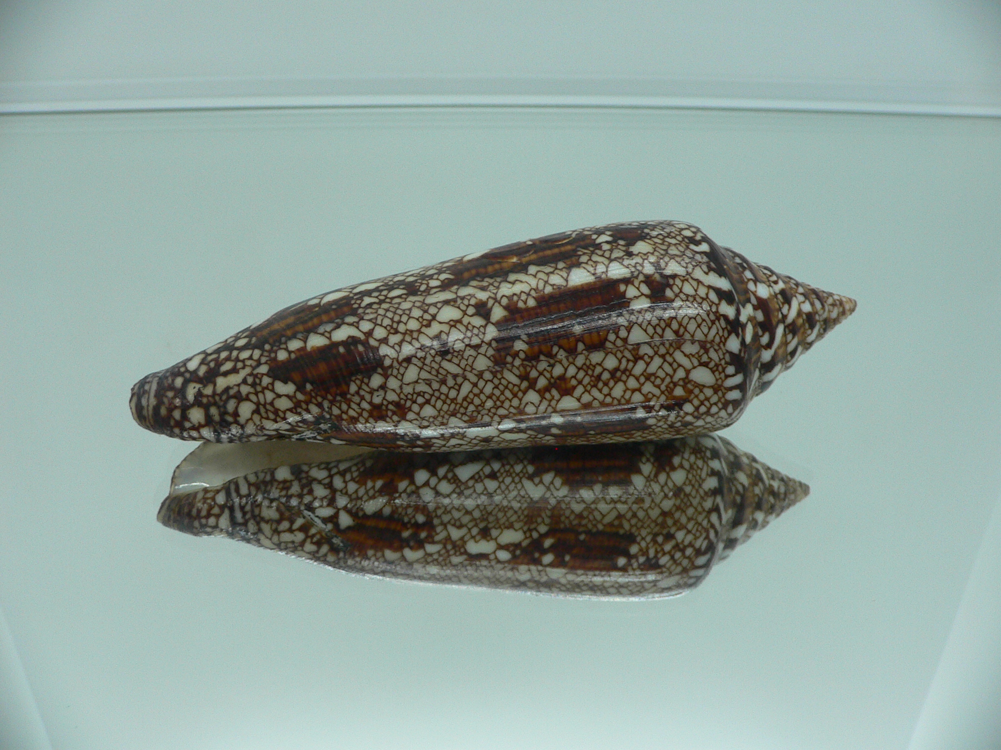 Conus bengalensis