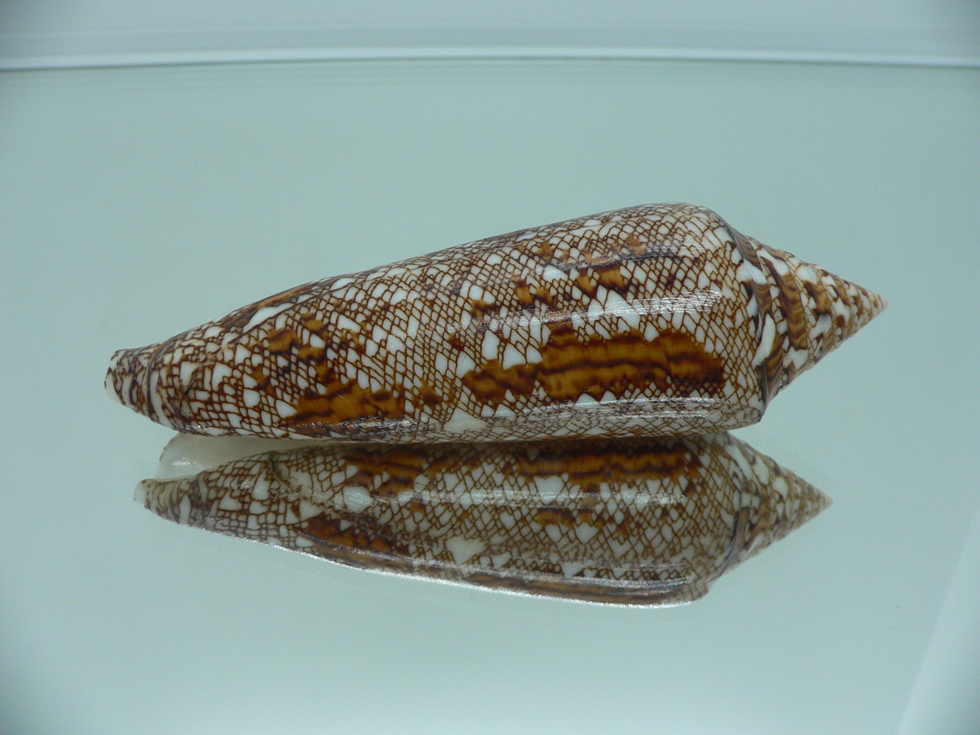 Conus bengalensis WIDE