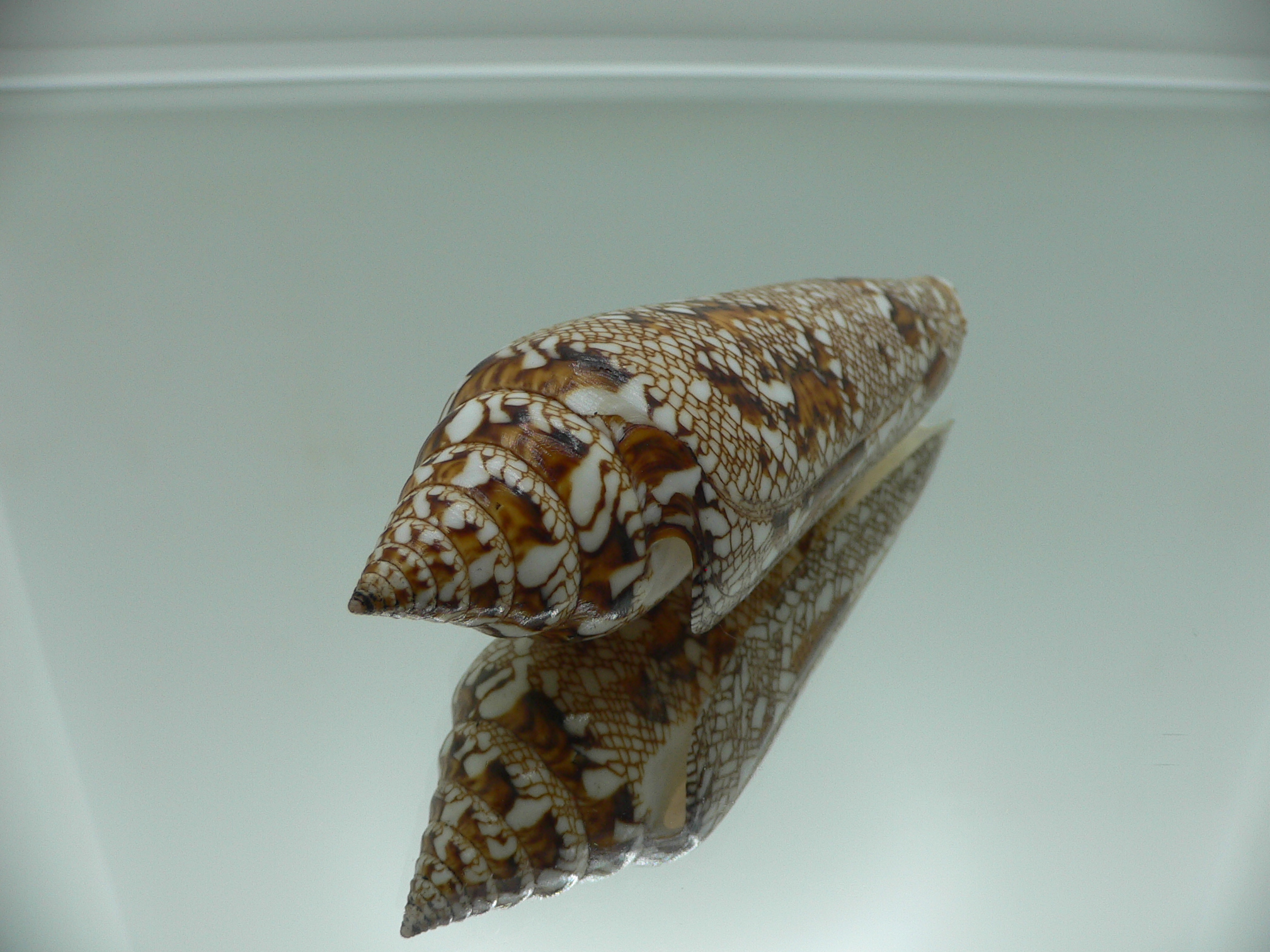 Conus bengalensis ELONGATE