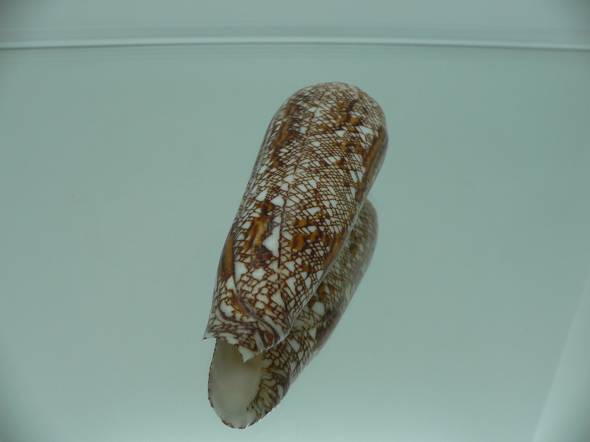 Conus bengalensis WIDE