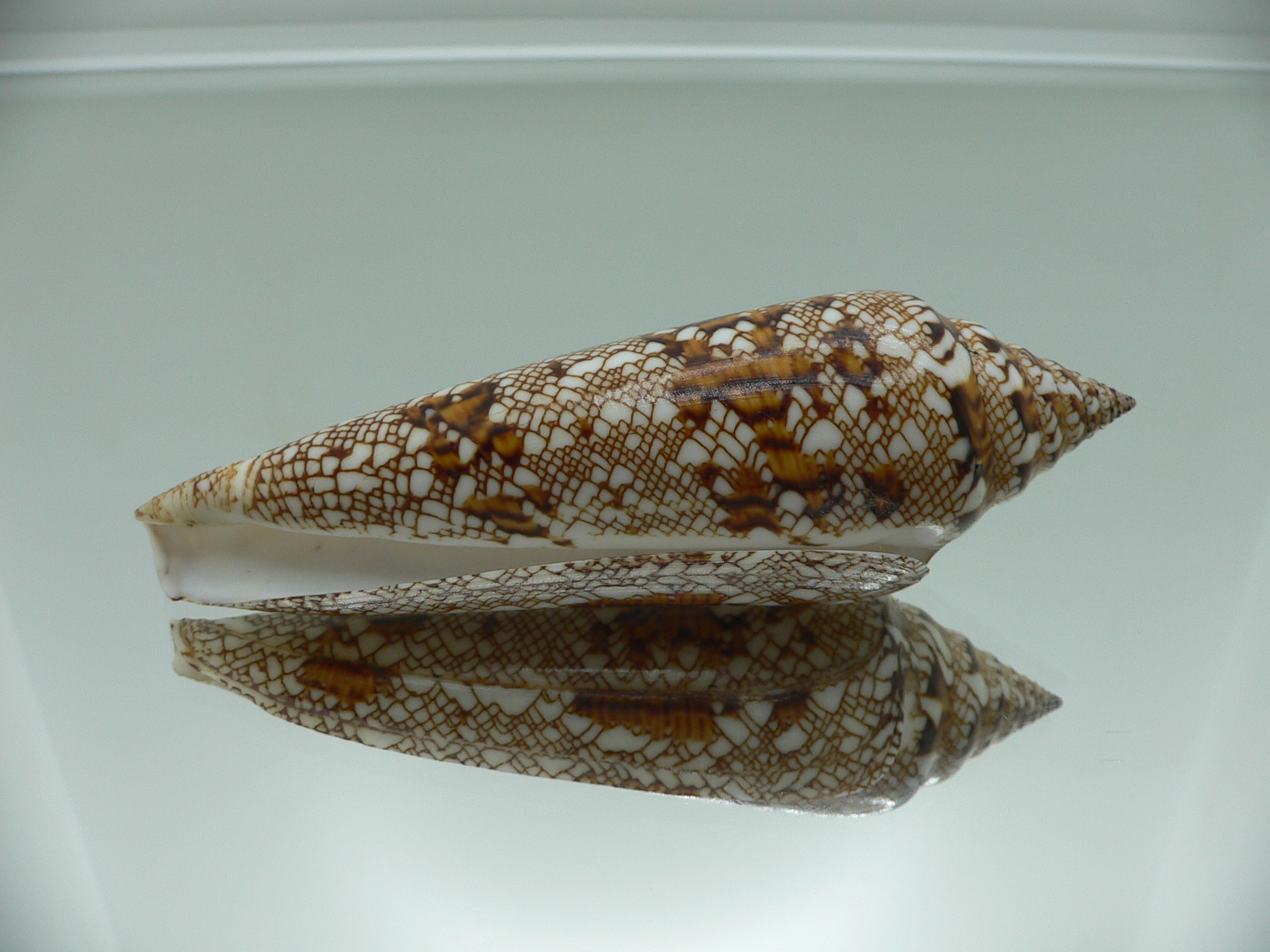 Conus bengalensis ELONGATE