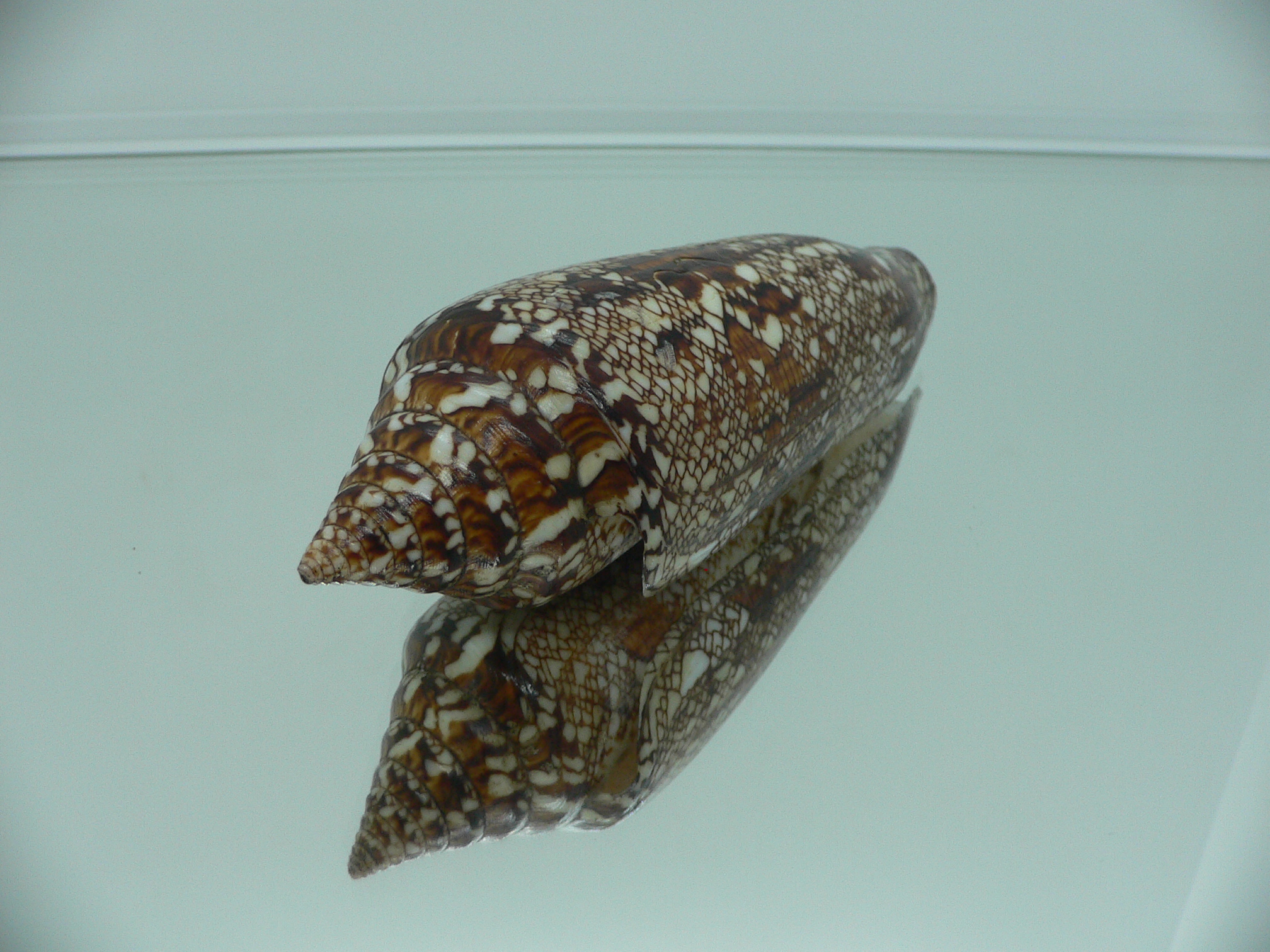 Conus bengalensis