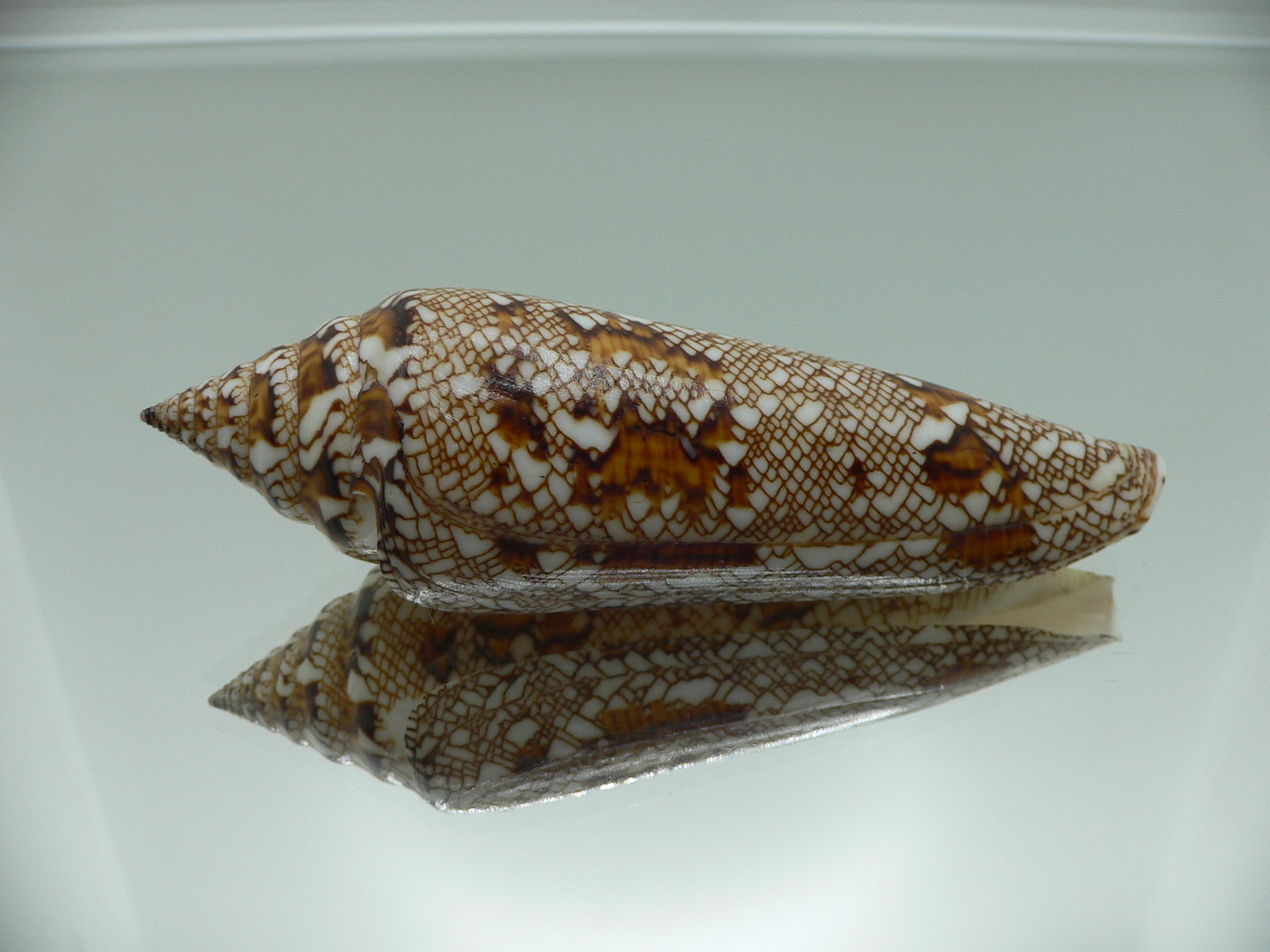 Conus bengalensis ELONGATE