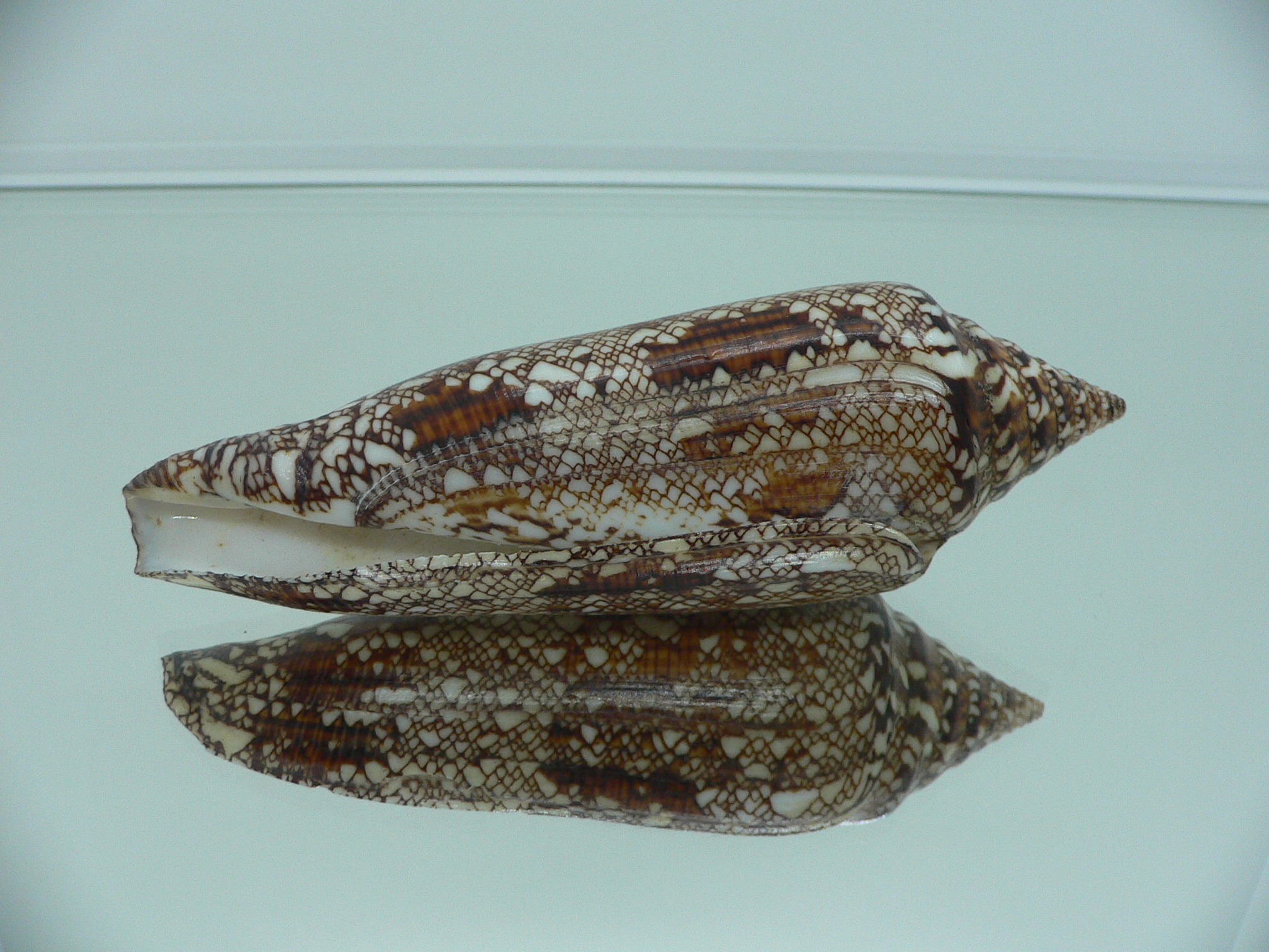 Conus bengalensis