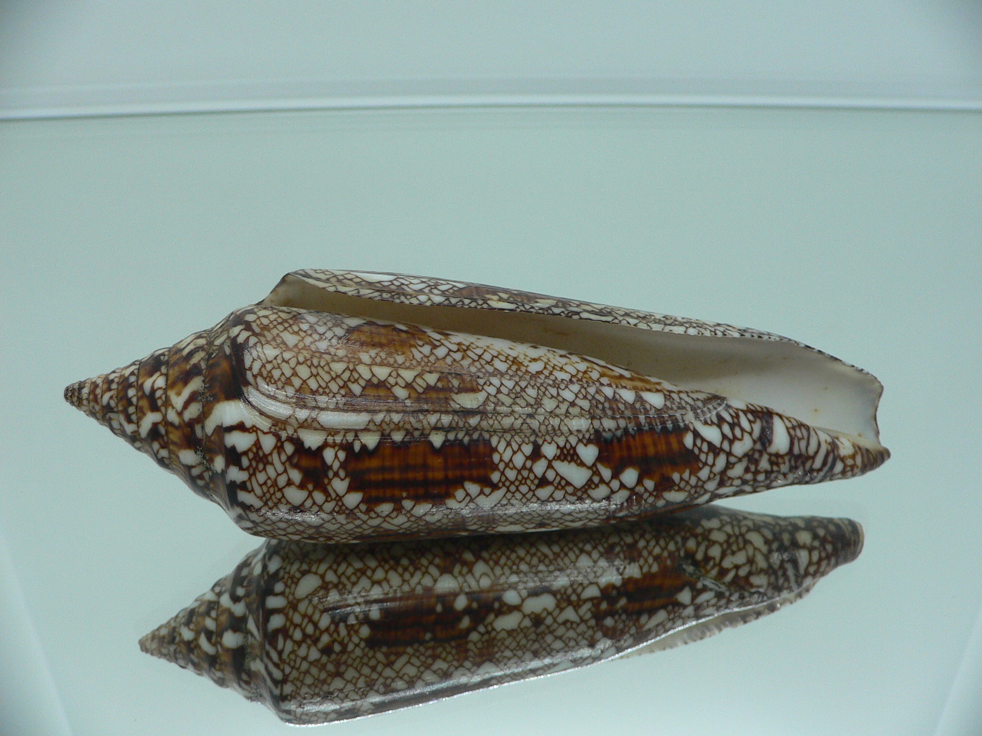 Conus bengalensis