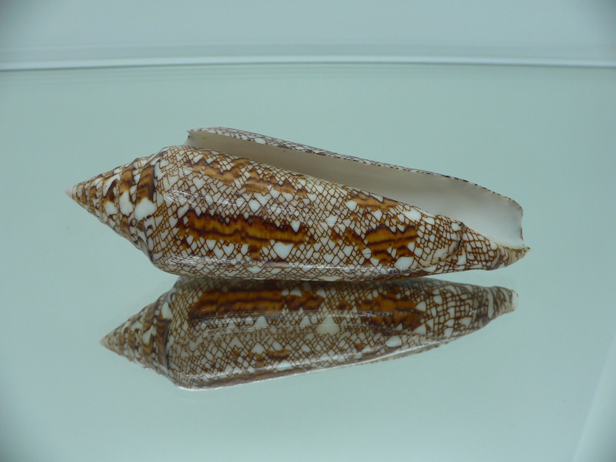 Conus bengalensis WIDE