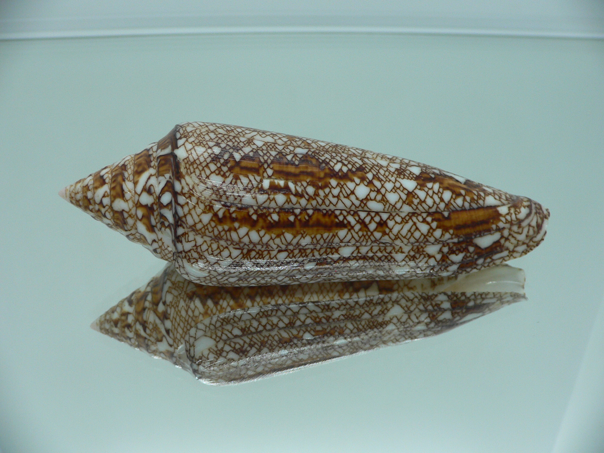 Conus bengalensis WIDE