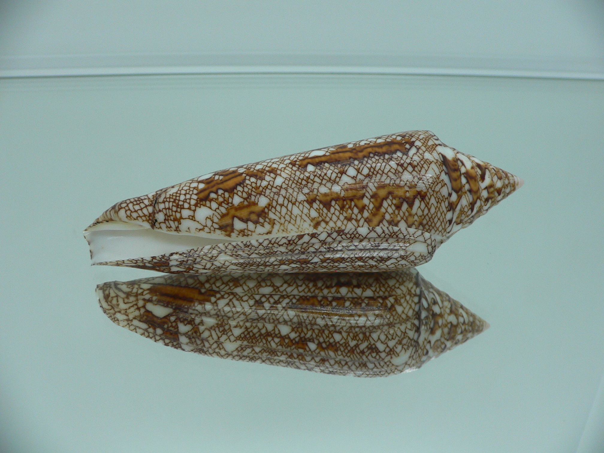 Conus bengalensis WIDE