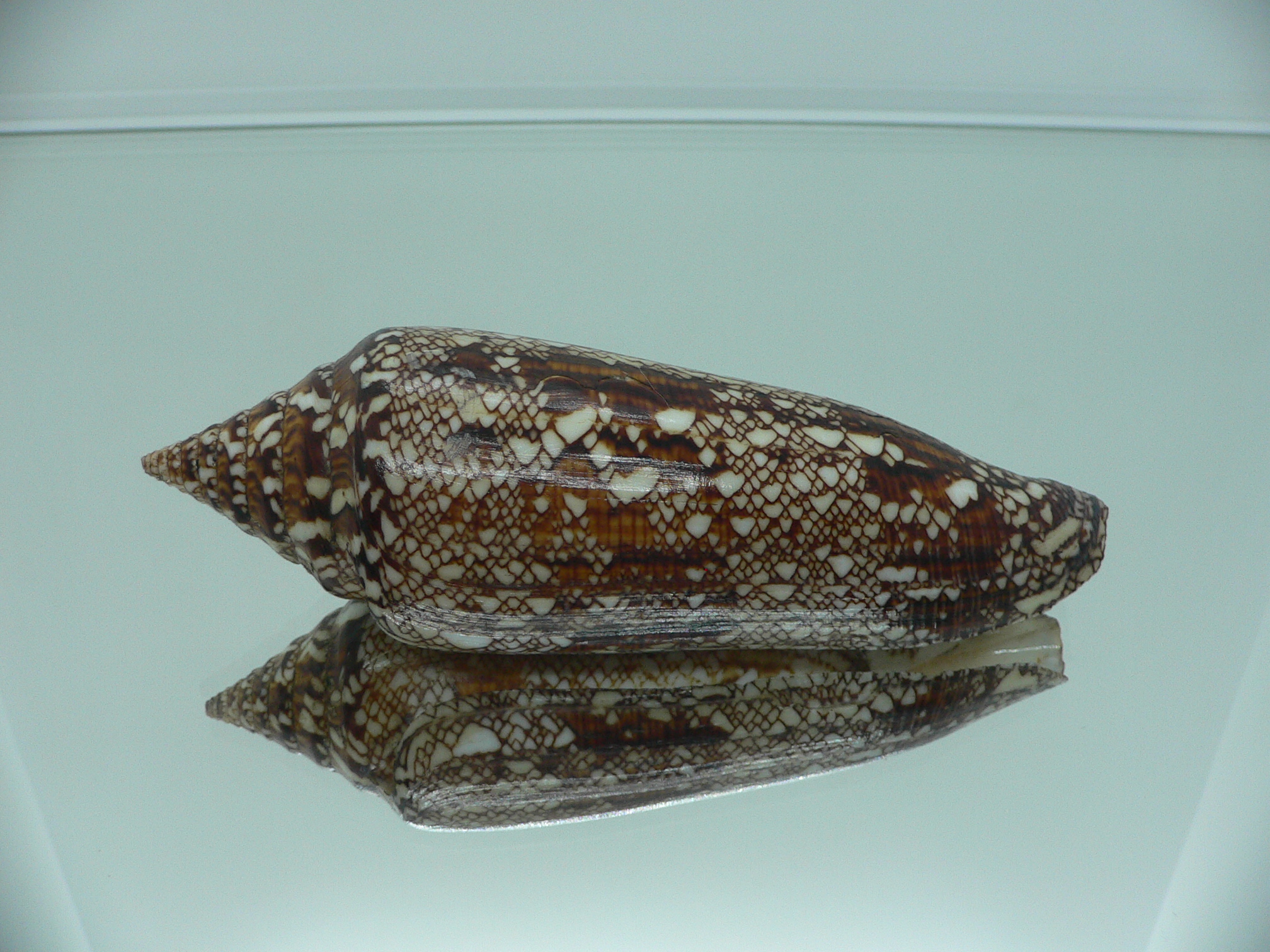Conus bengalensis