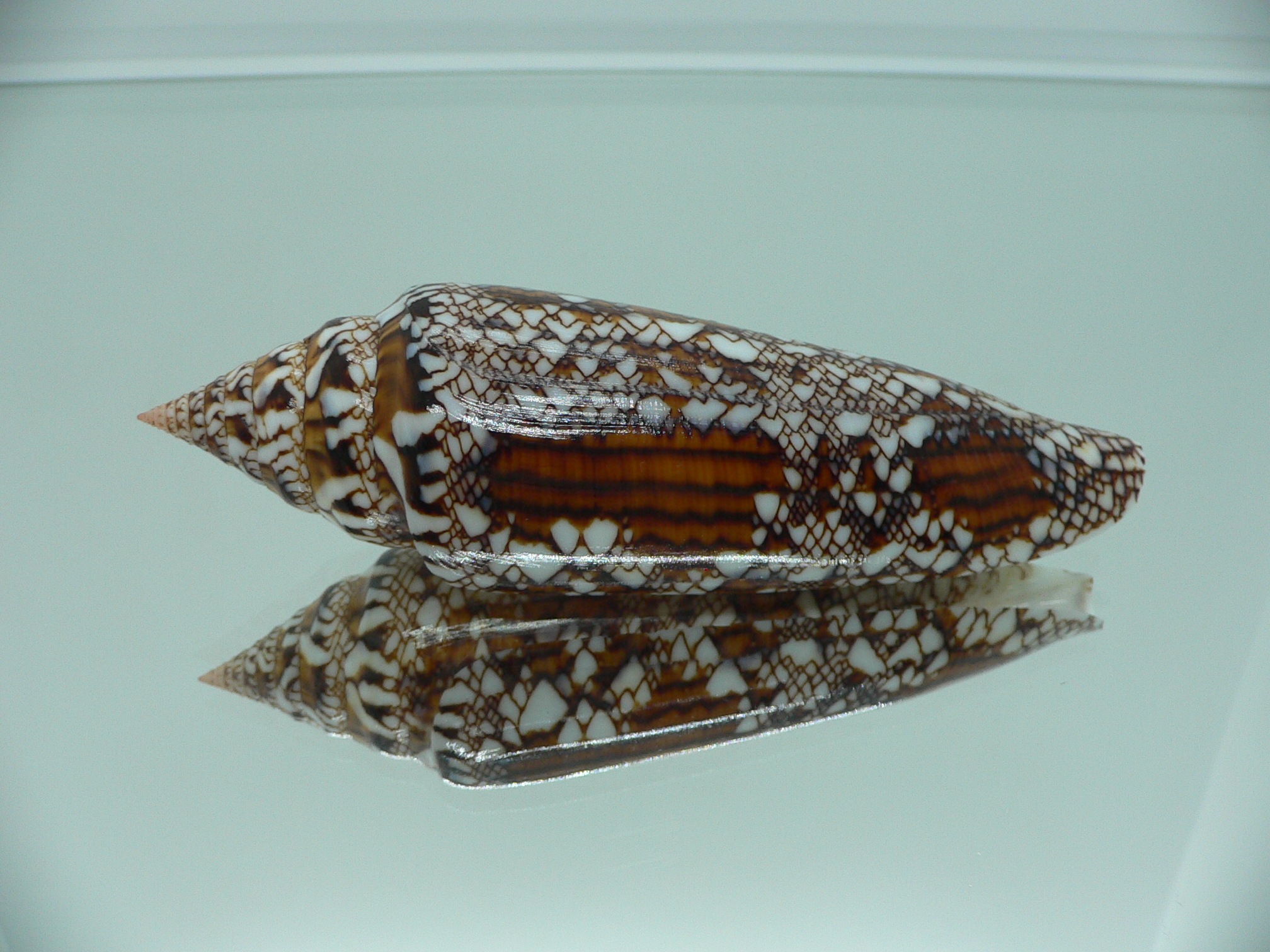 Conus bengalensis SUPER