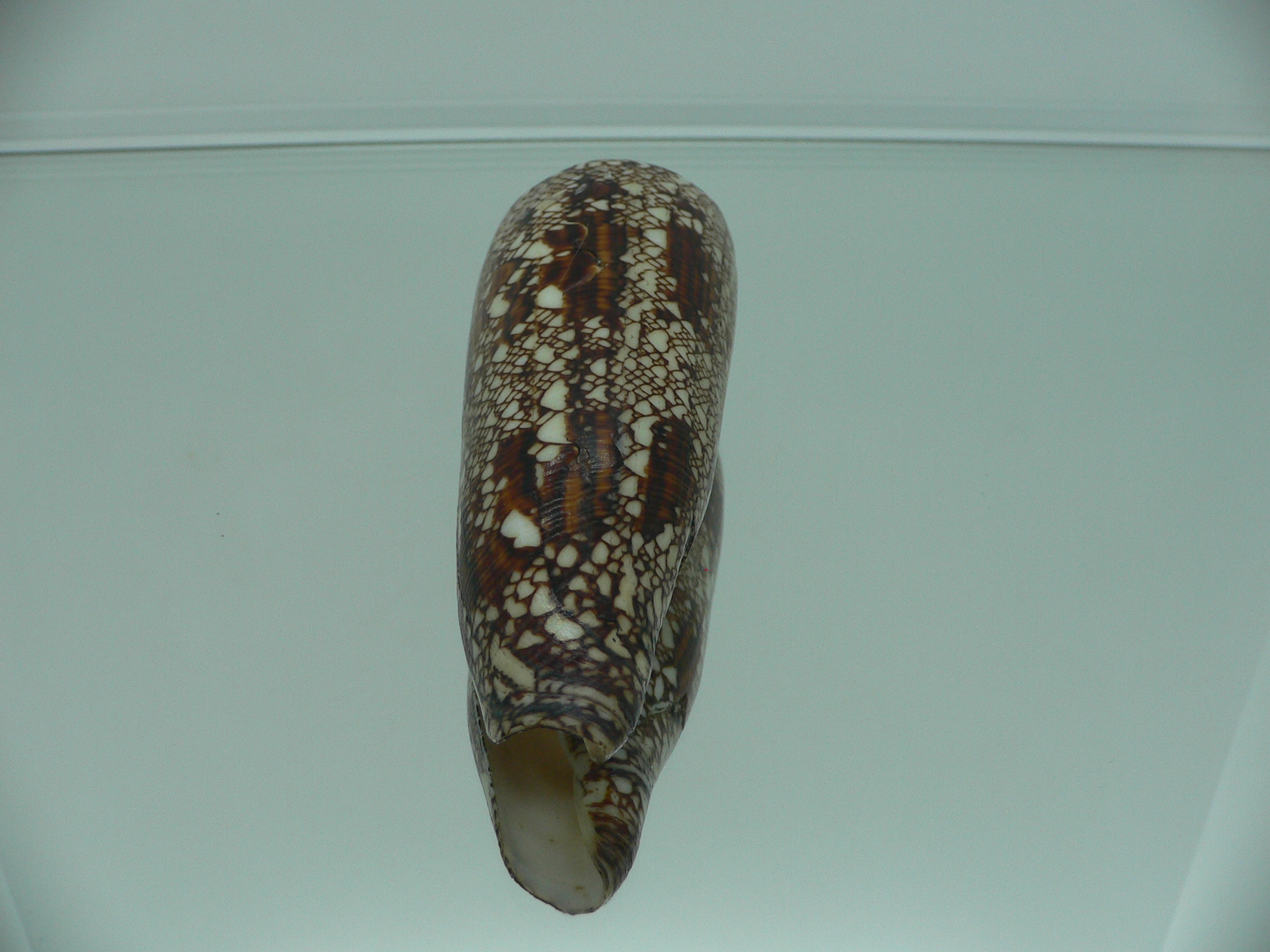 Conus bengalensis