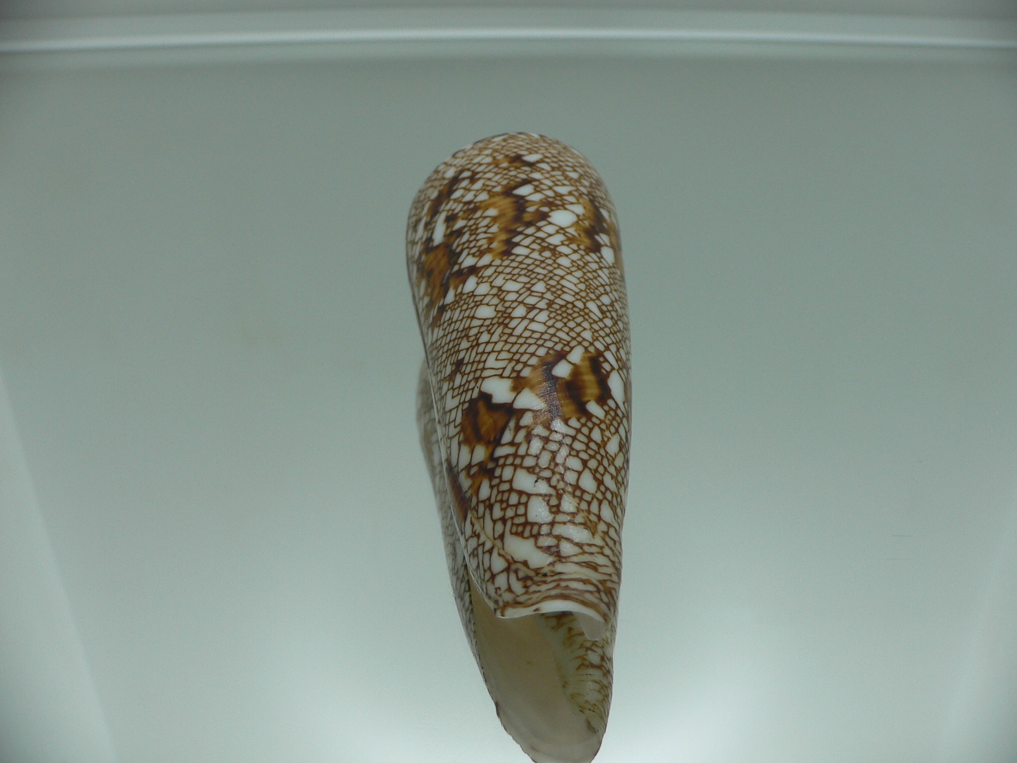 Conus bengalensis ELONGATE
