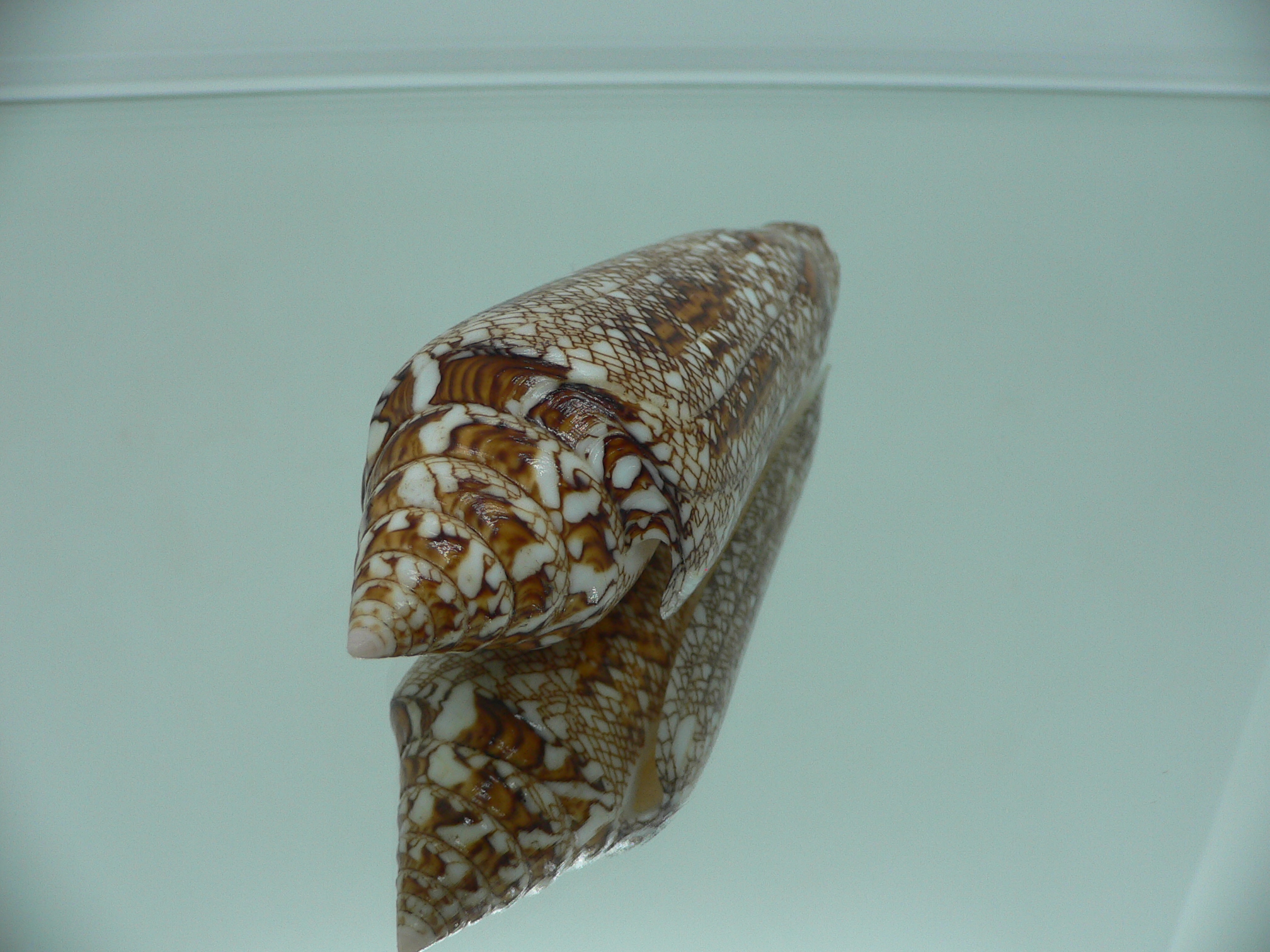 Conus bengalensis WIDE