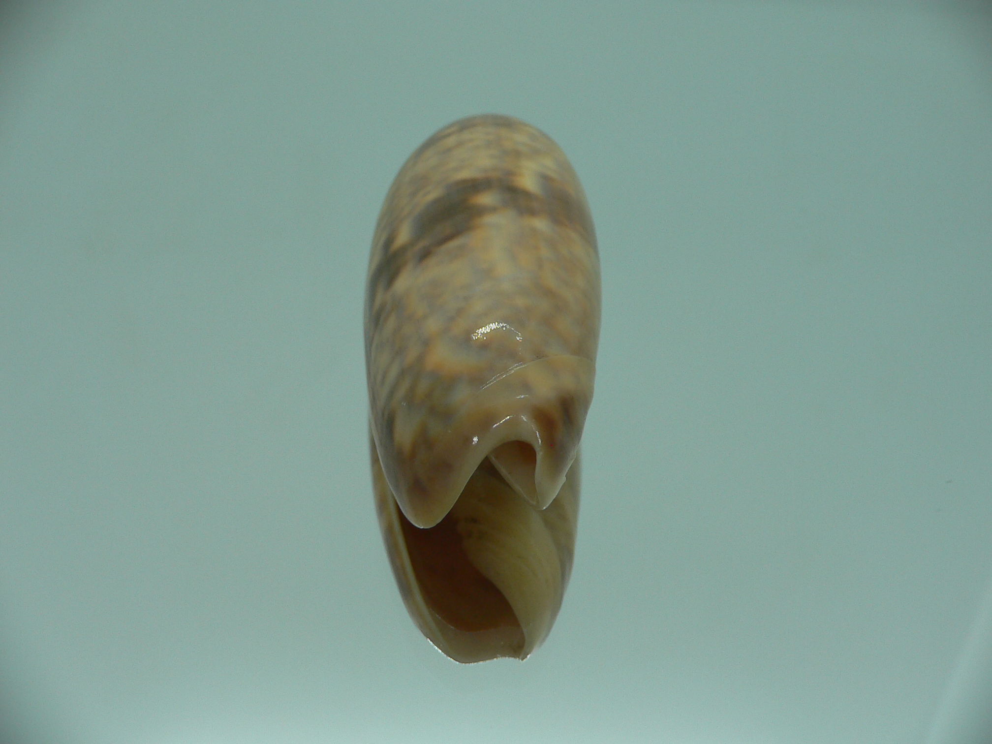 Oliva miniacea miniacea