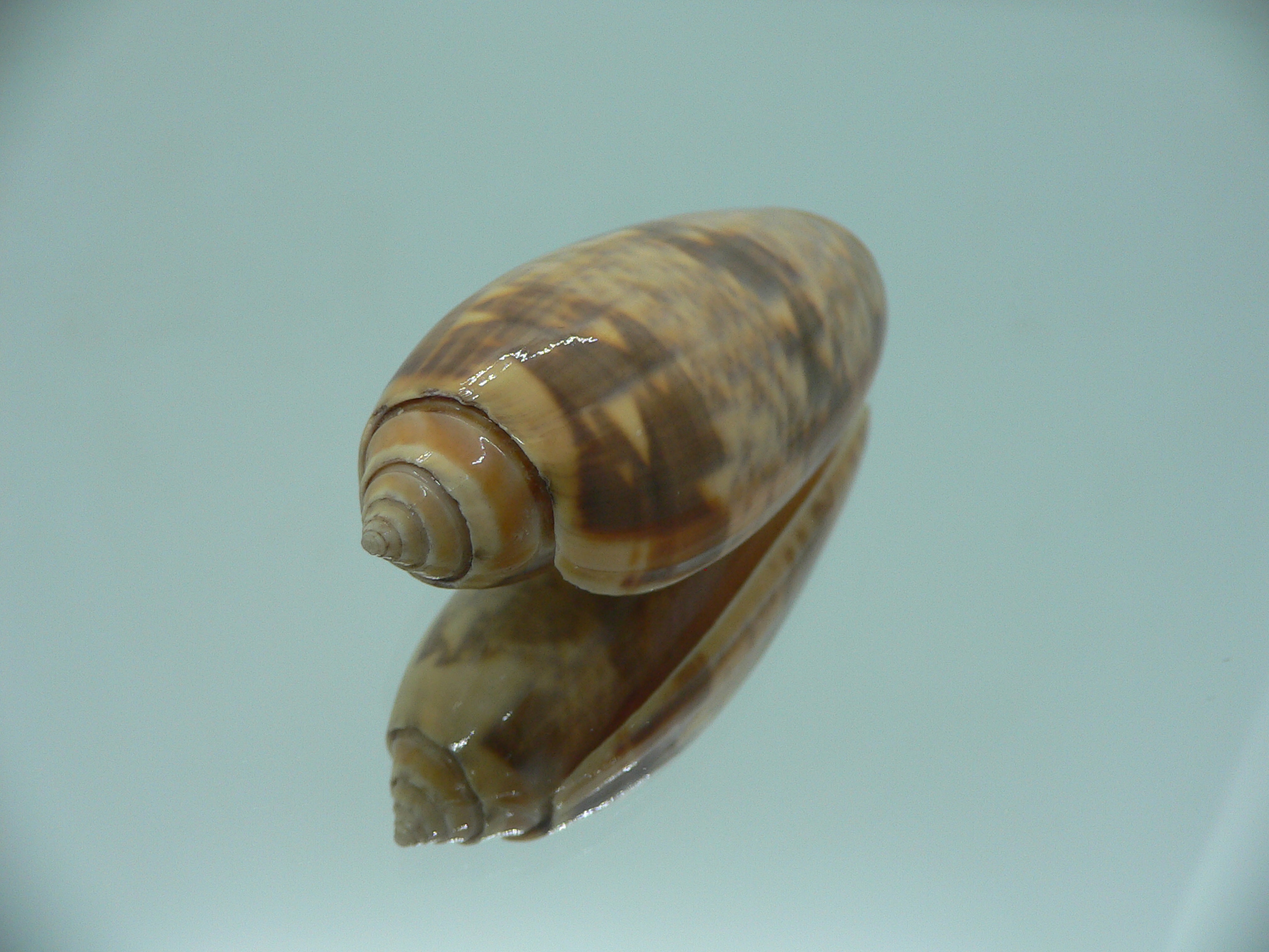 Oliva miniacea miniacea
