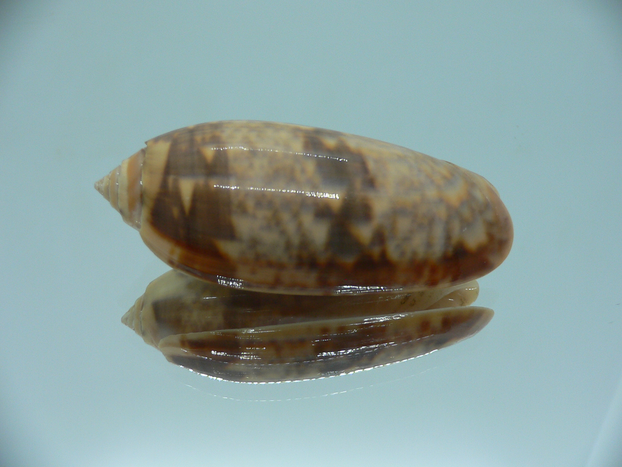 Oliva miniacea miniacea