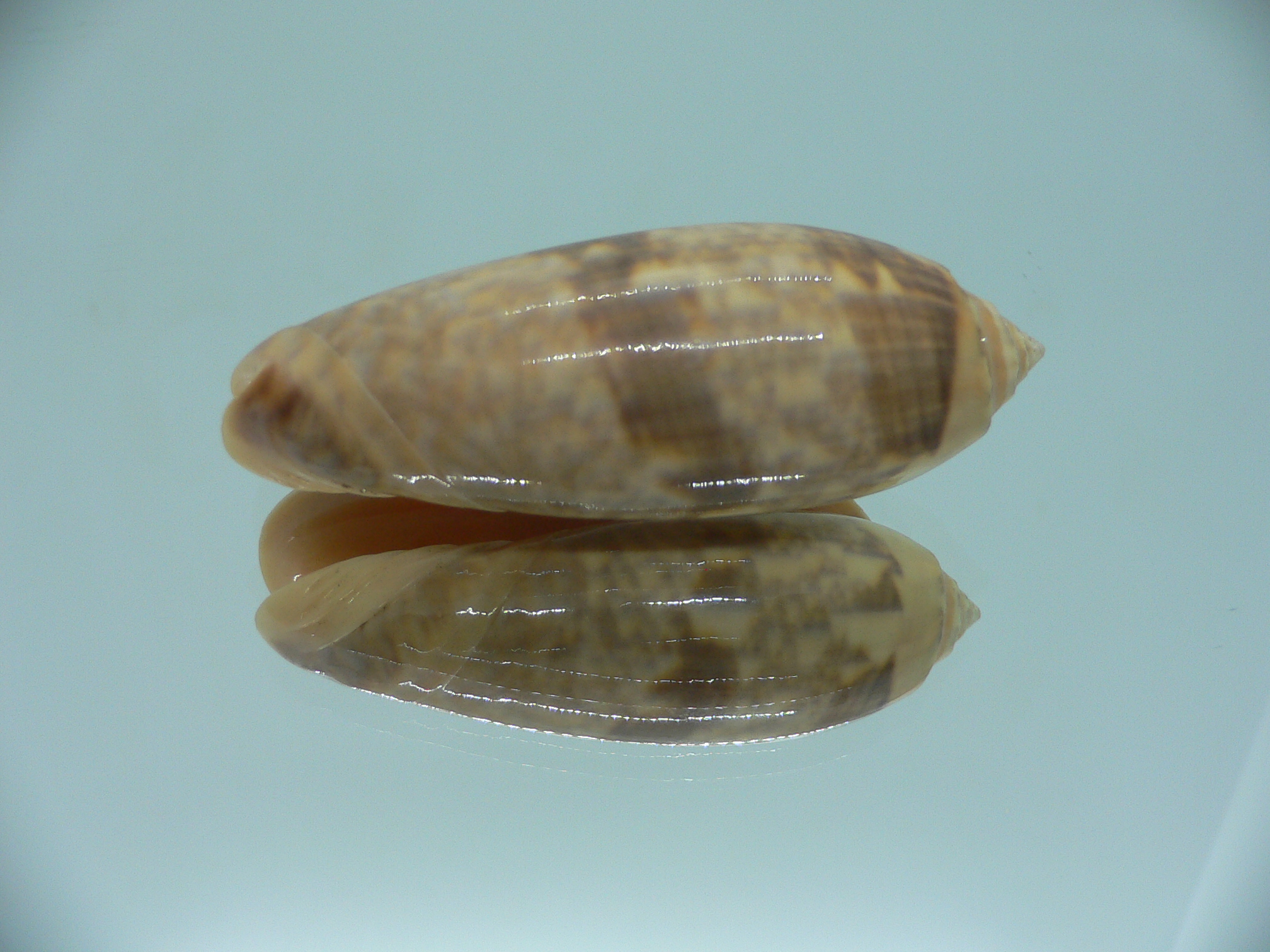 Oliva miniacea miniacea