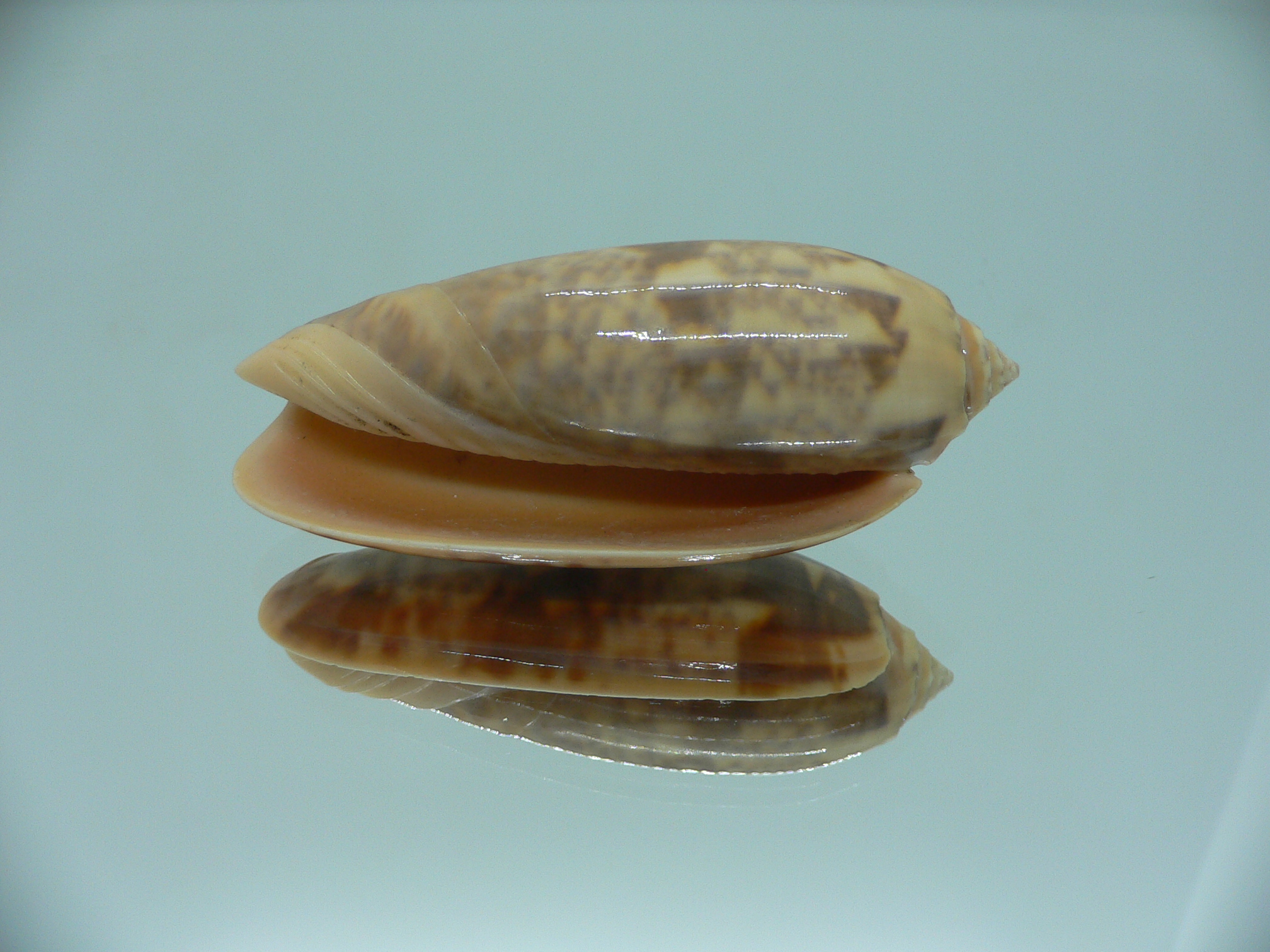 Oliva miniacea miniacea