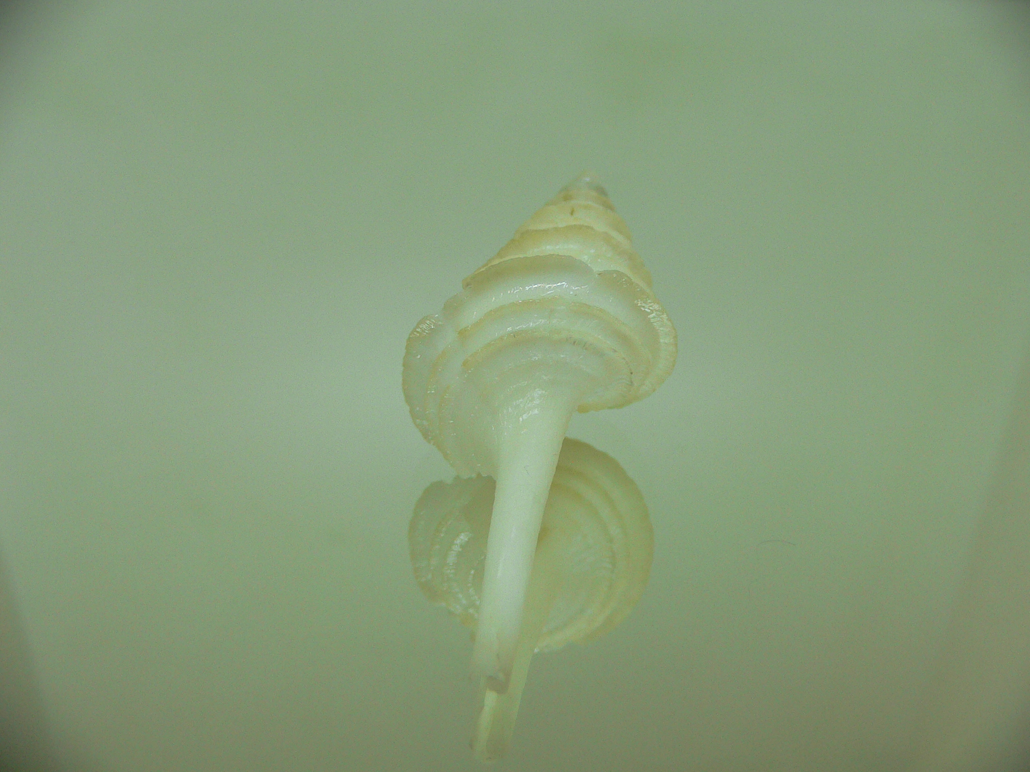 Coluzea altocanalis