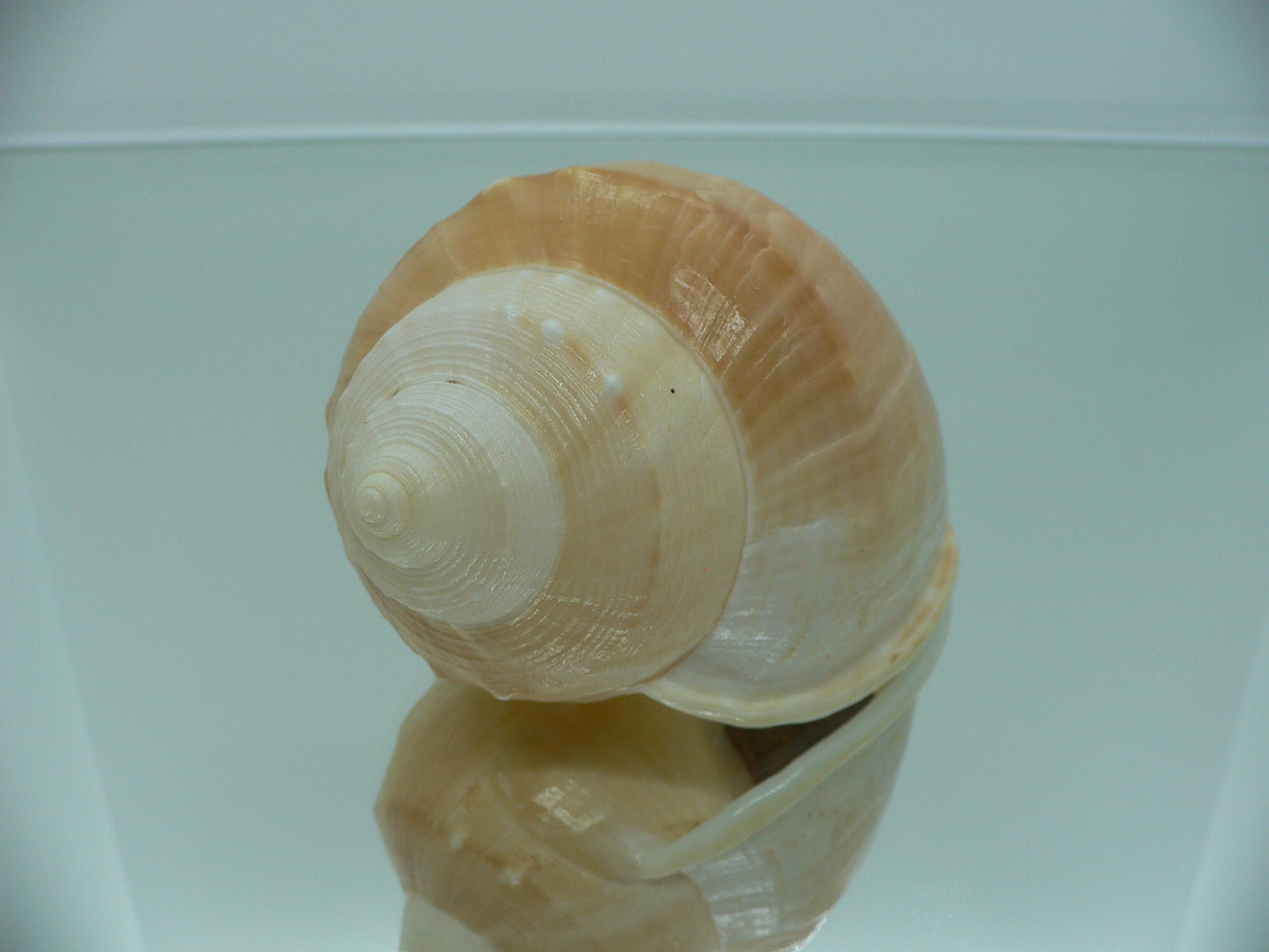 Echinophoria wyvillei  GLOBOSE