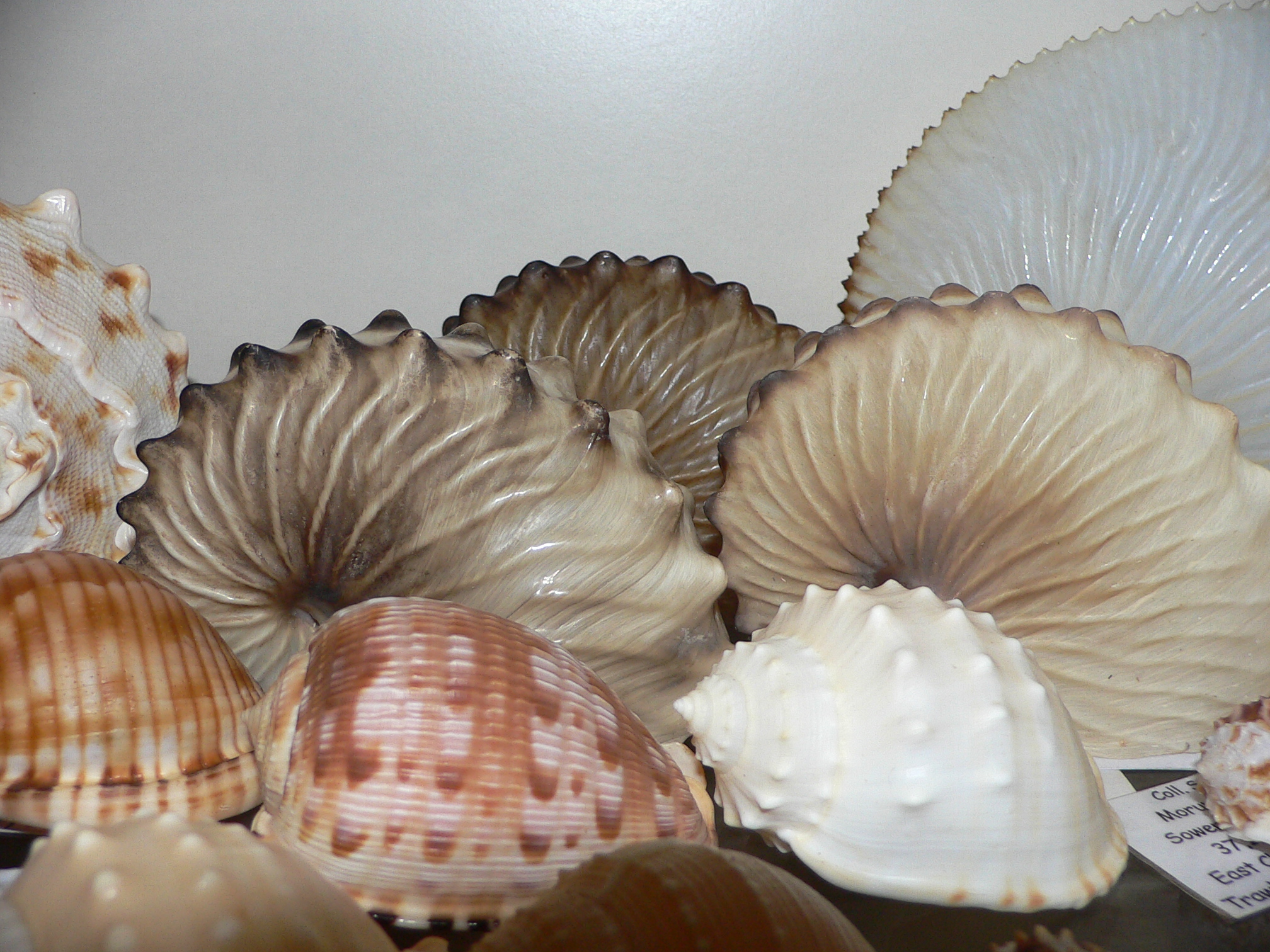 Echinophoria wyvillei  GLOBOSE