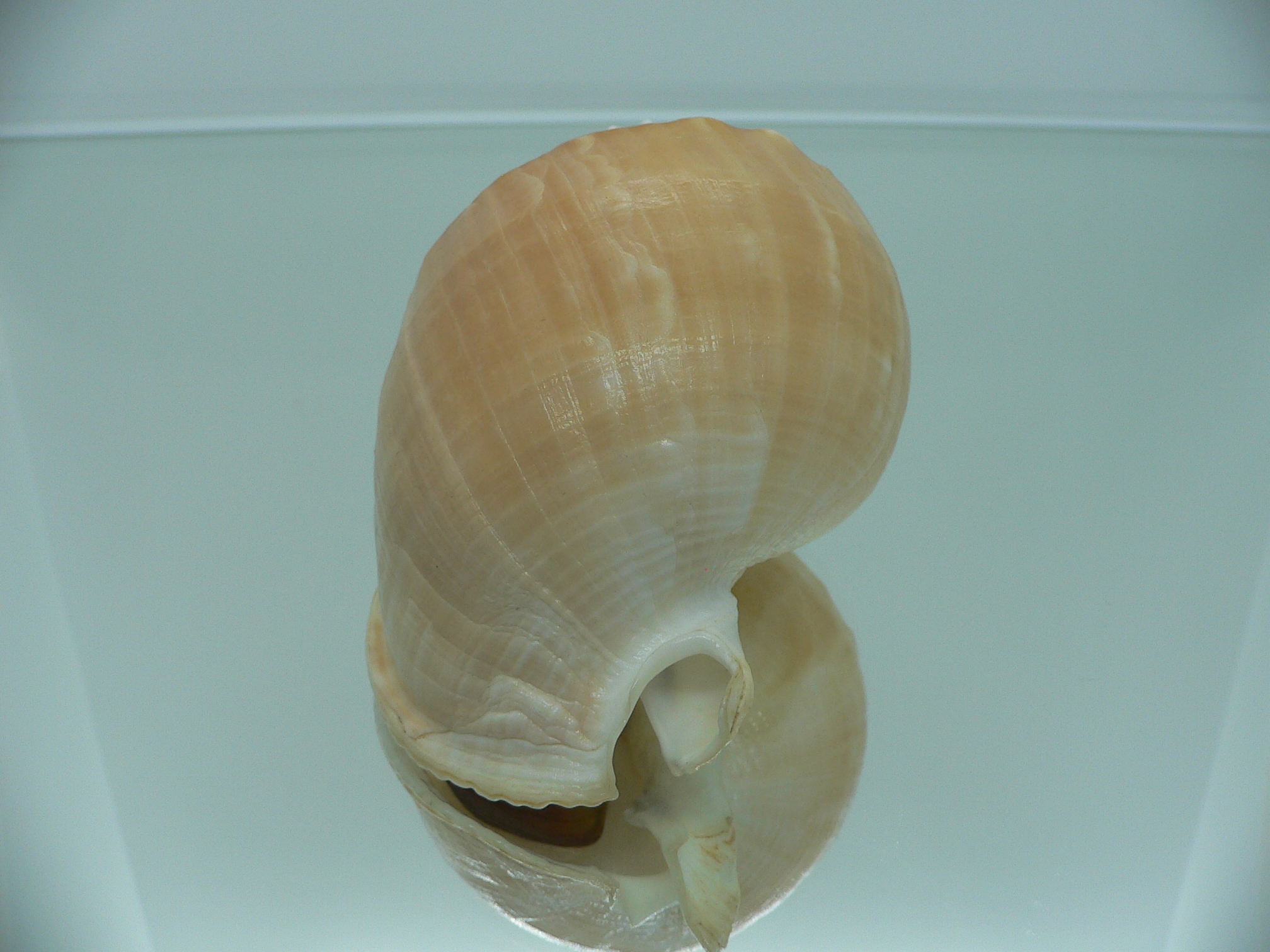 Echinophoria wyvillei  GLOBOSE