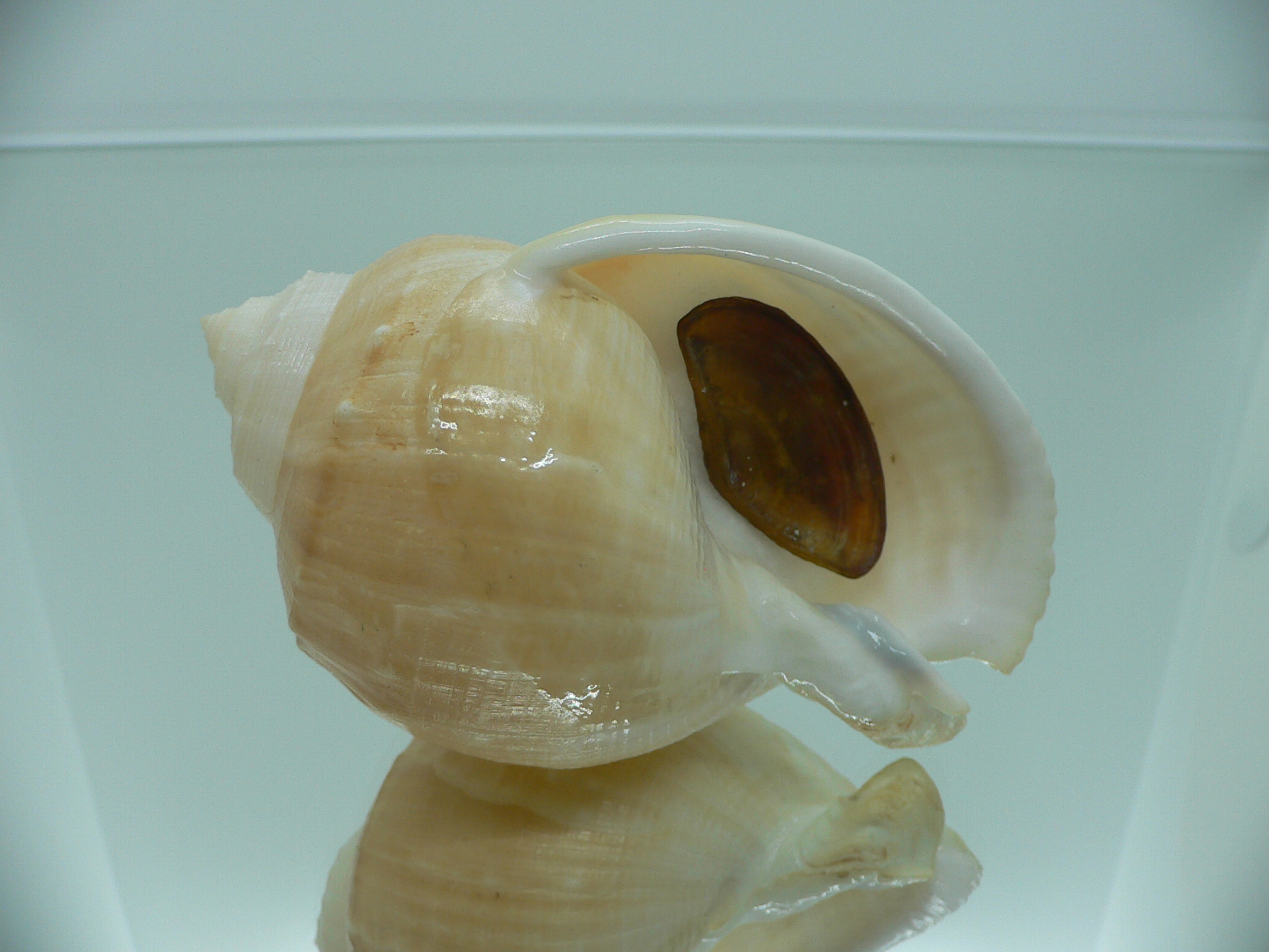 Echinophoria wyvillei  GLOBOSE