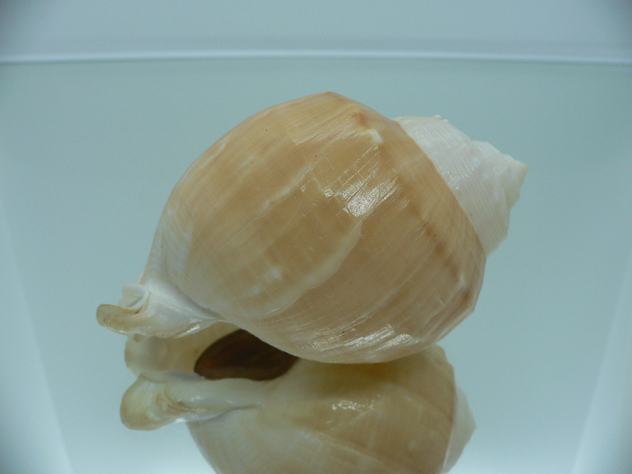 Echinophoria wyvillei  GLOBOSE