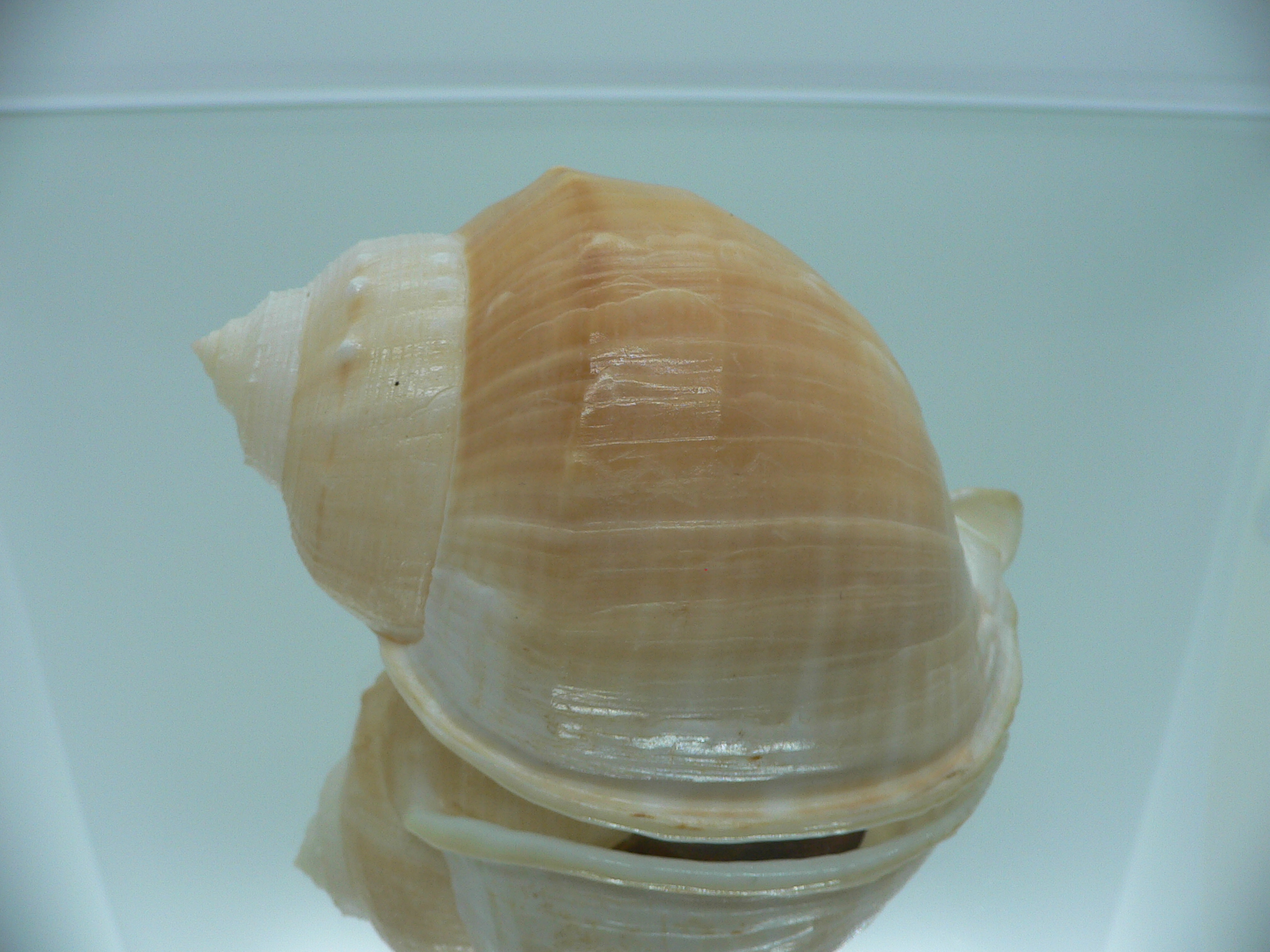 Echinophoria wyvillei  GLOBOSE