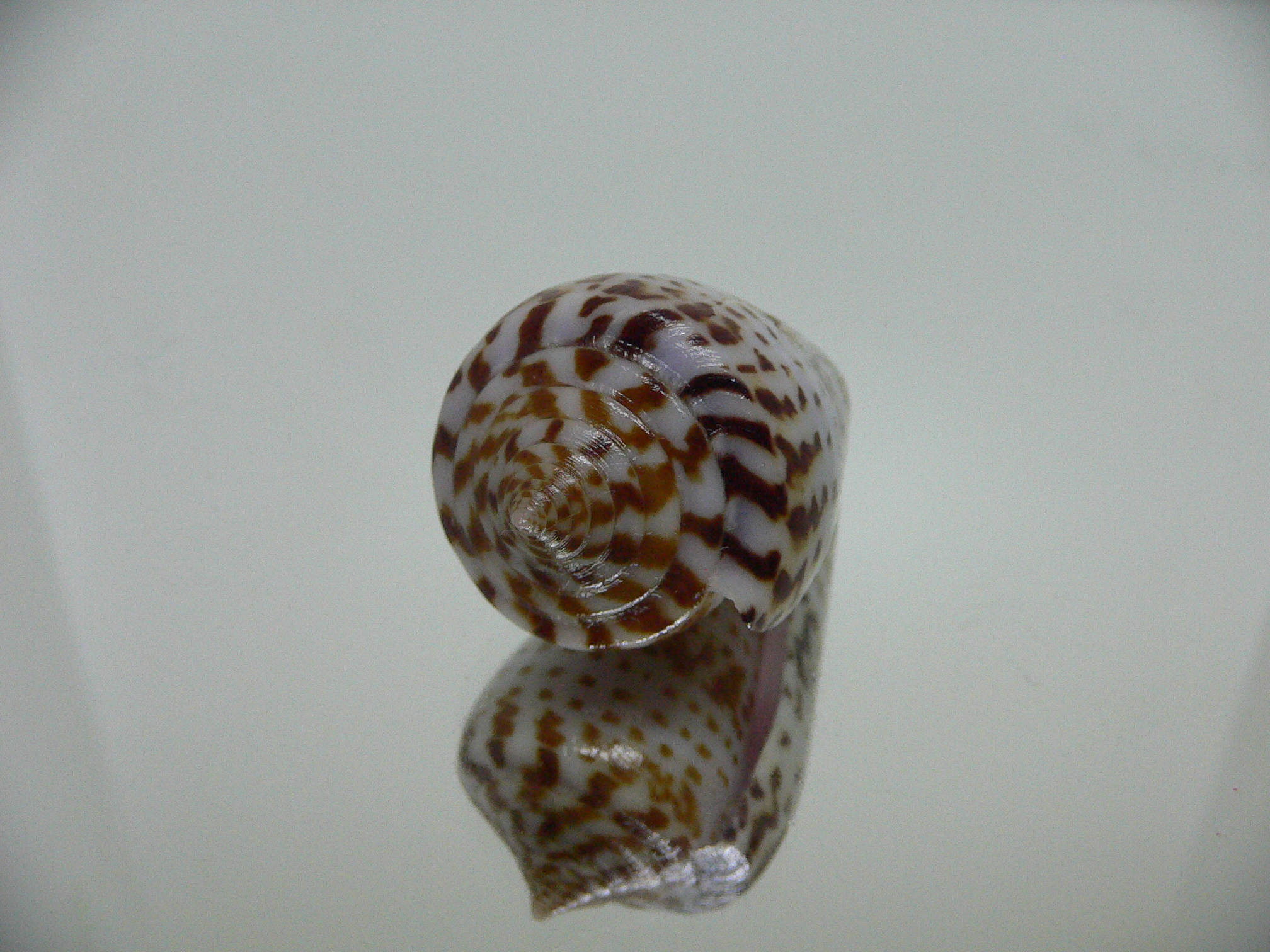 Conus inscriptus adenensis DARK
