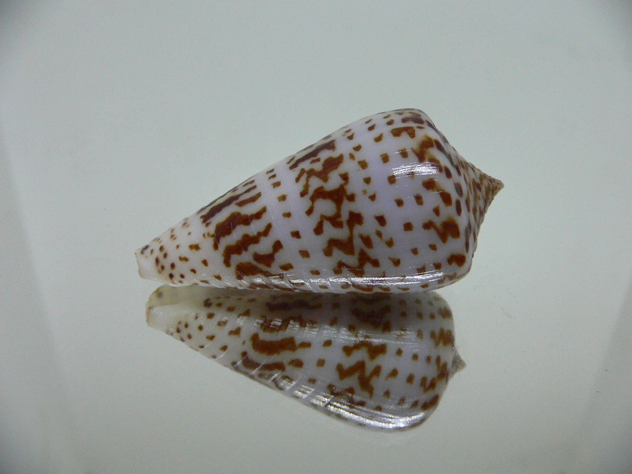 Conus inscriptus adenensis DARK