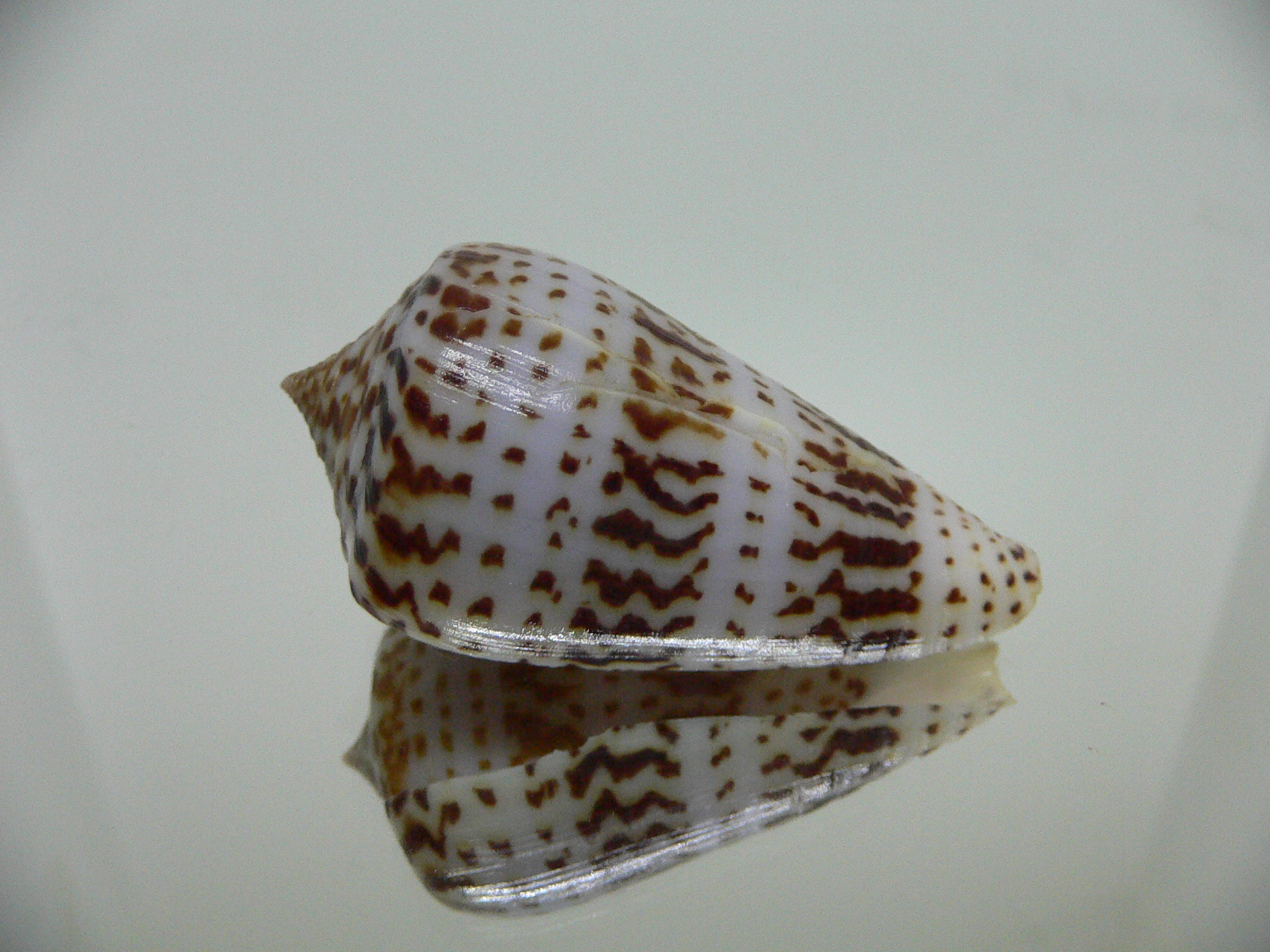 Conus inscriptus adenensis DARK