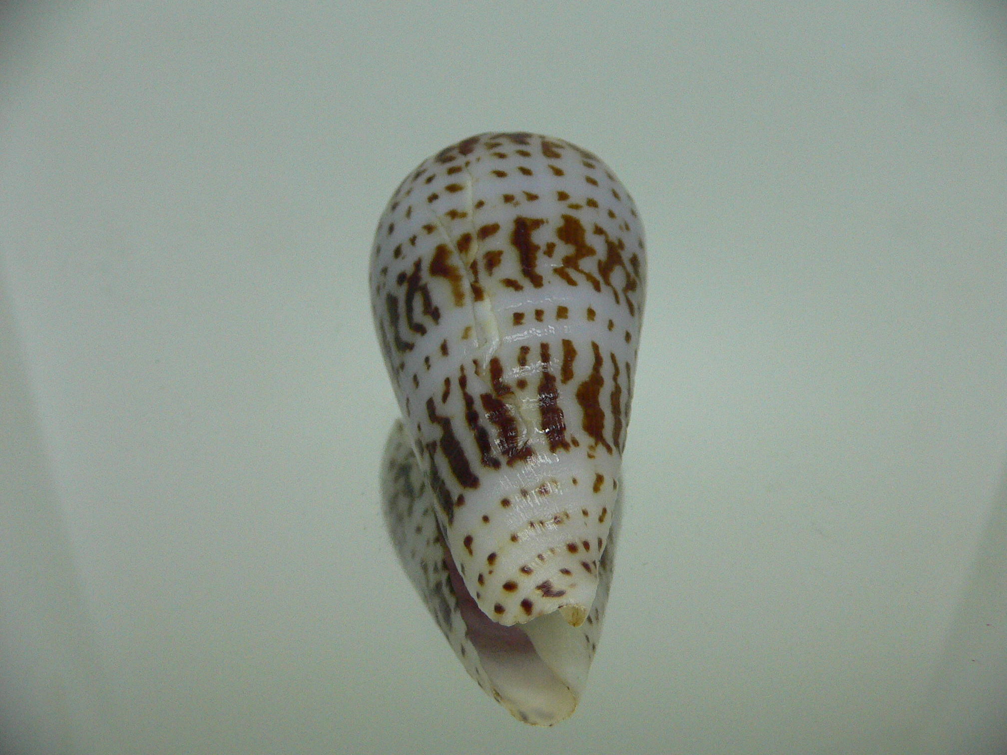 Conus inscriptus adenensis DARK
