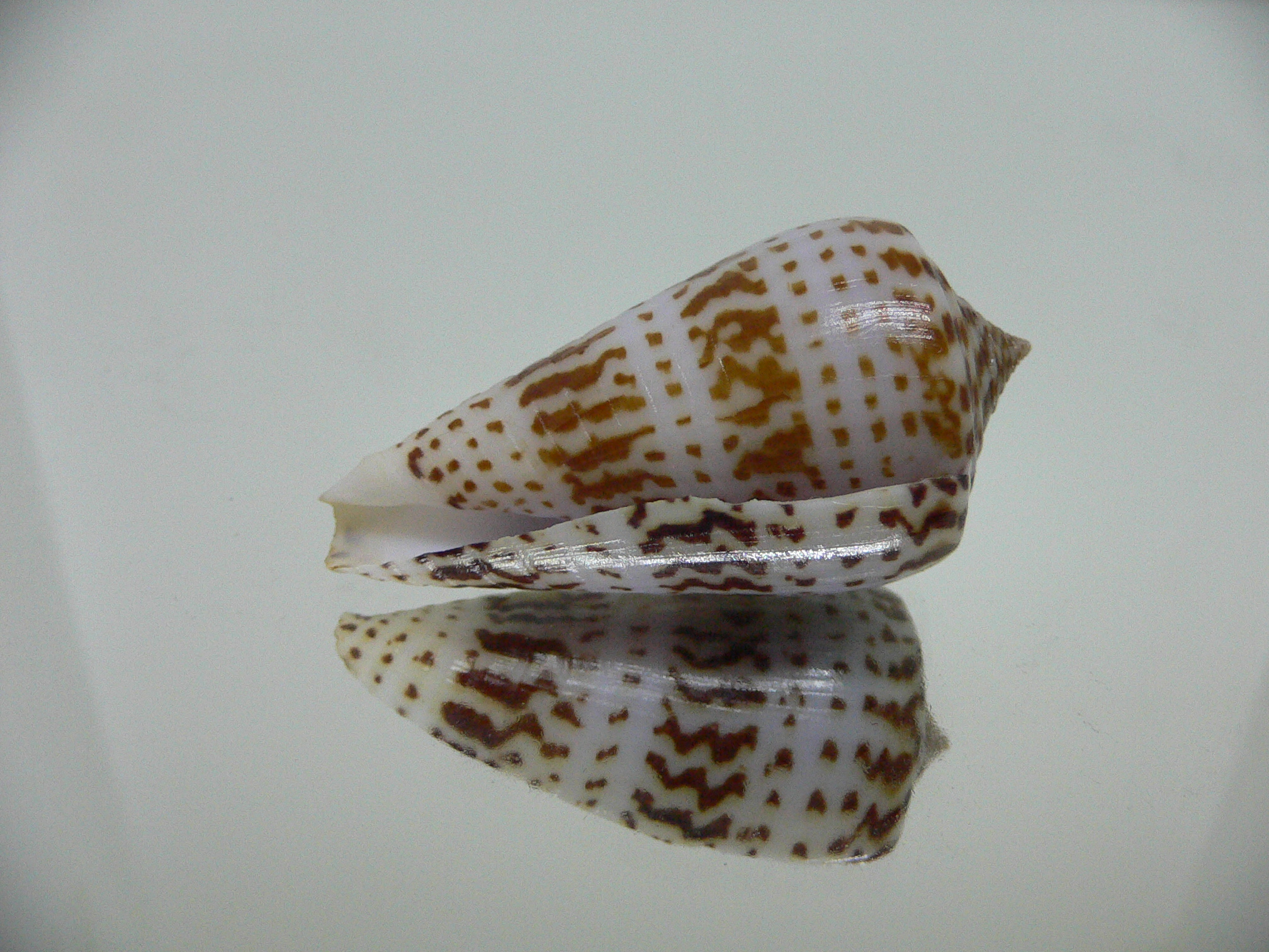 Conus inscriptus adenensis DARK