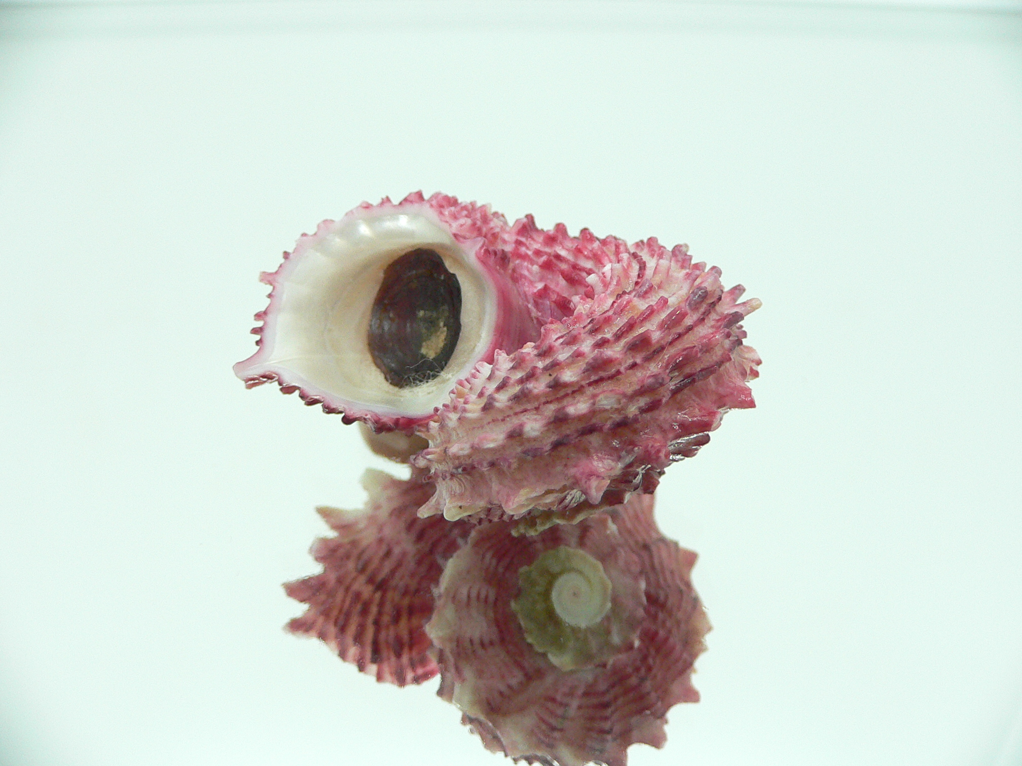Angaria rugosa UNUSUAL & BIG