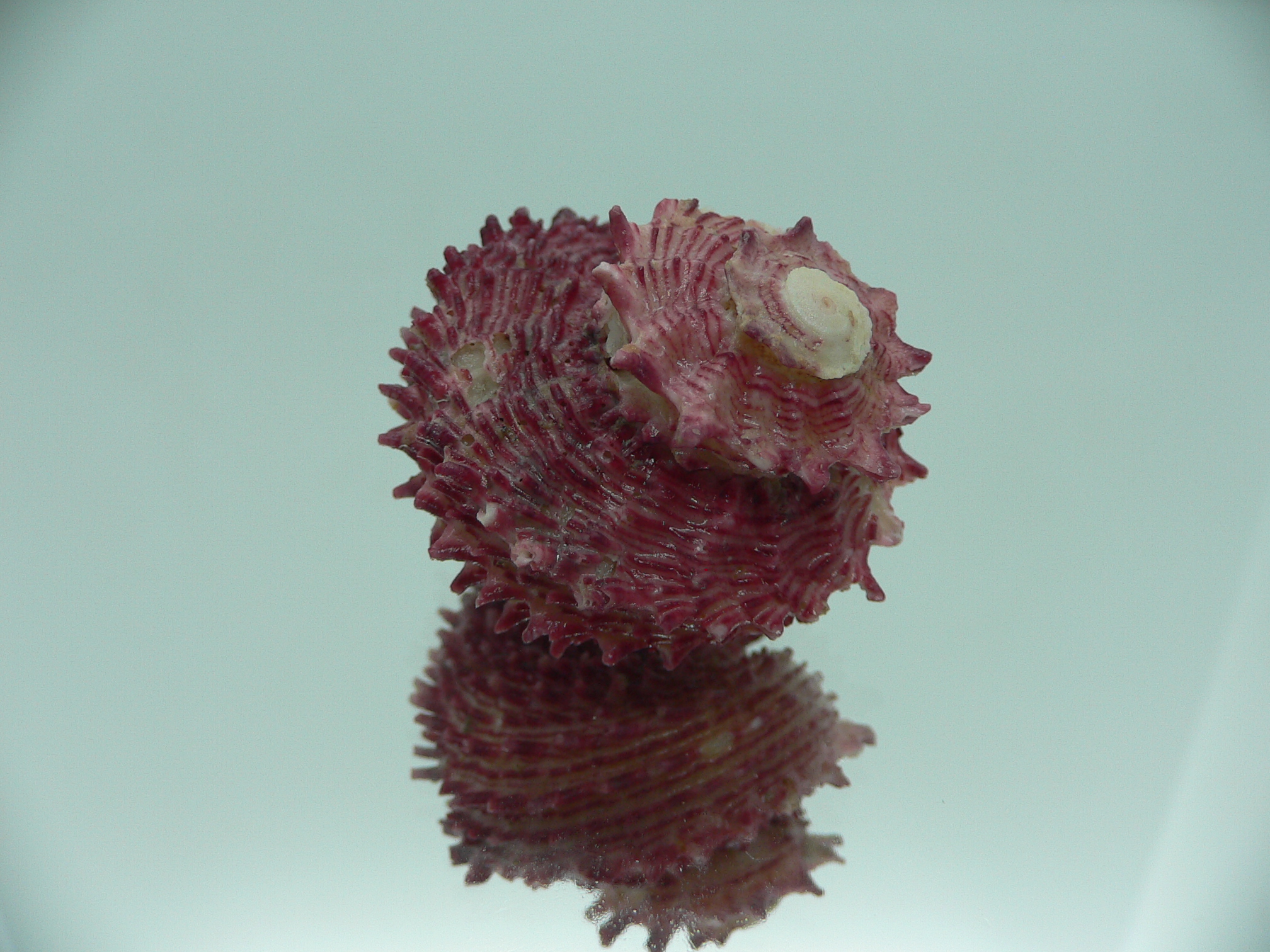 Angaria rugosa UNUSUAL & BIG