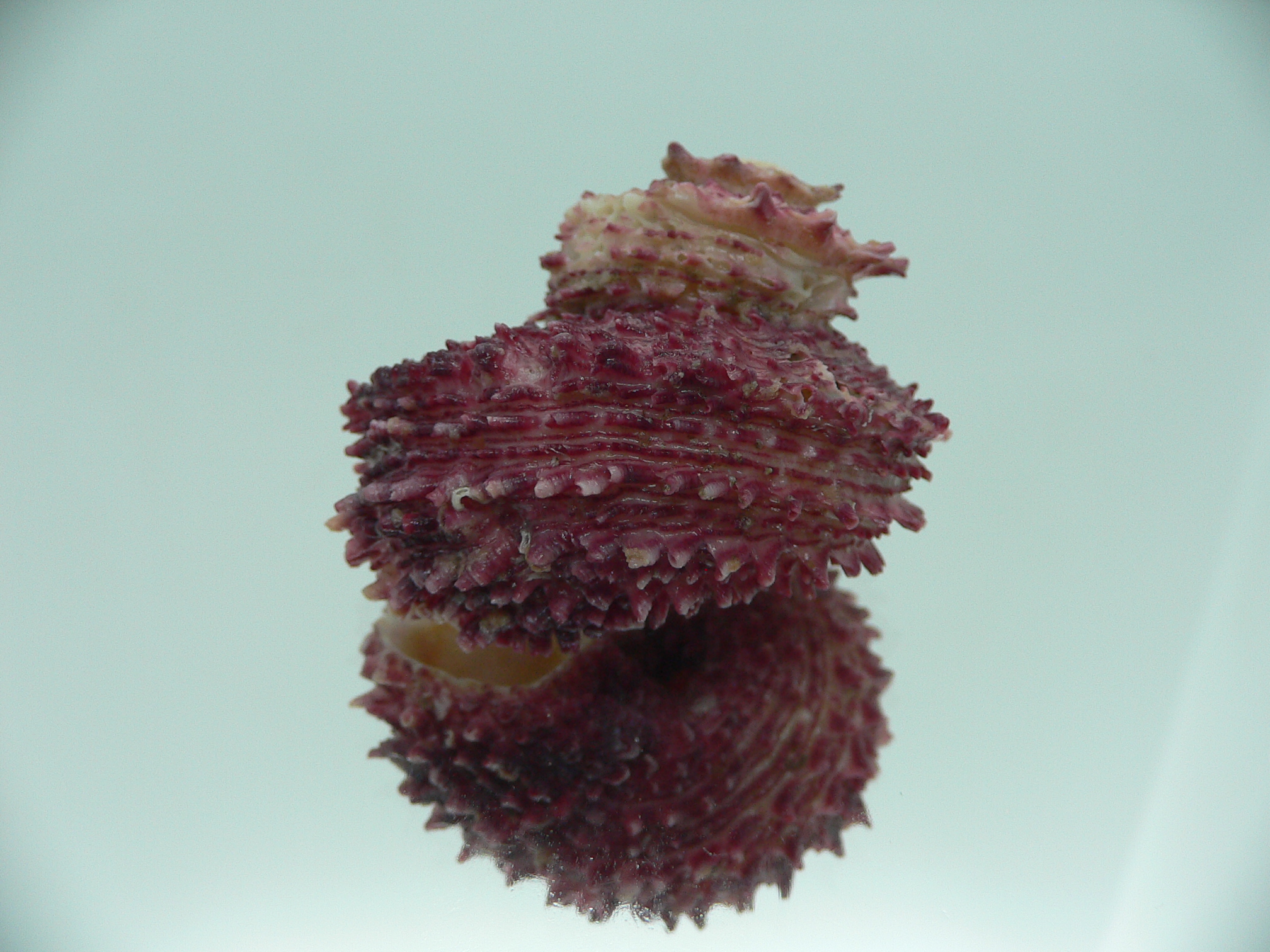 Angaria rugosa UNUSUAL & BIG