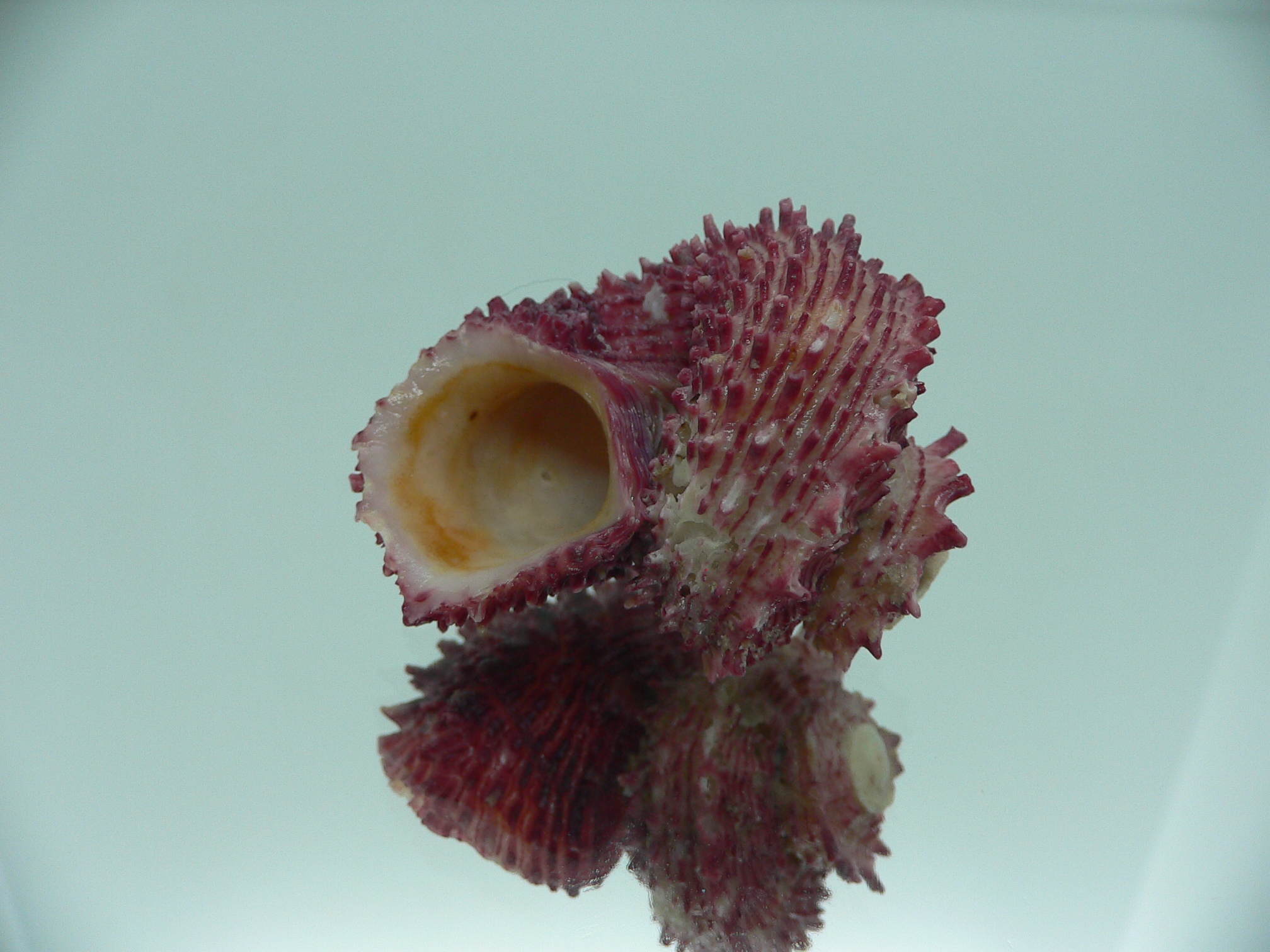 Angaria rugosa UNUSUAL & BIG