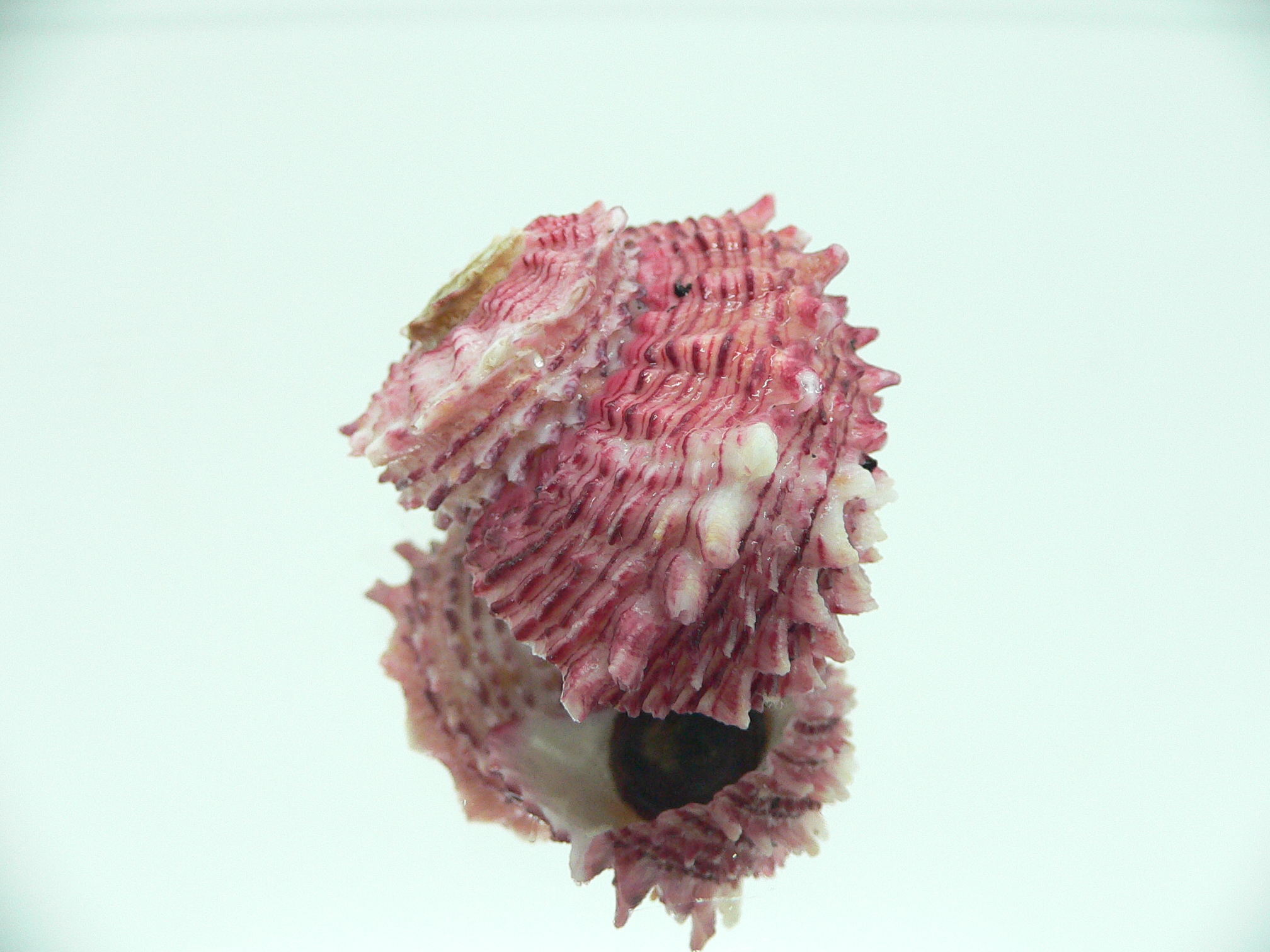 Angaria rugosa UNUSUAL & BIG