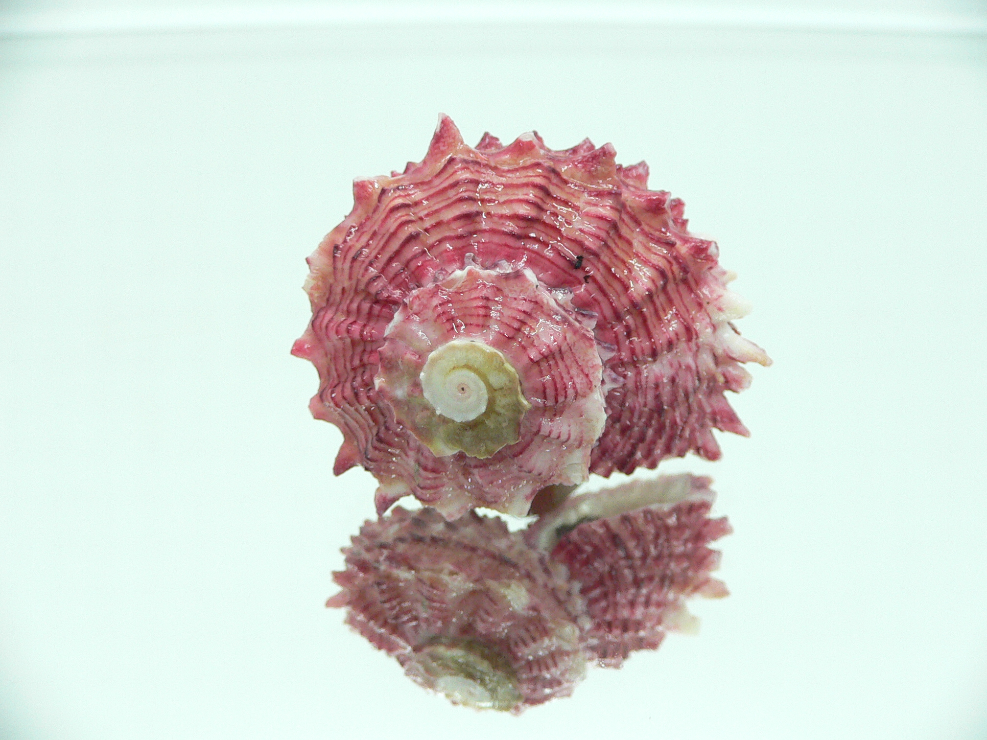 Angaria rugosa UNUSUAL & BIG