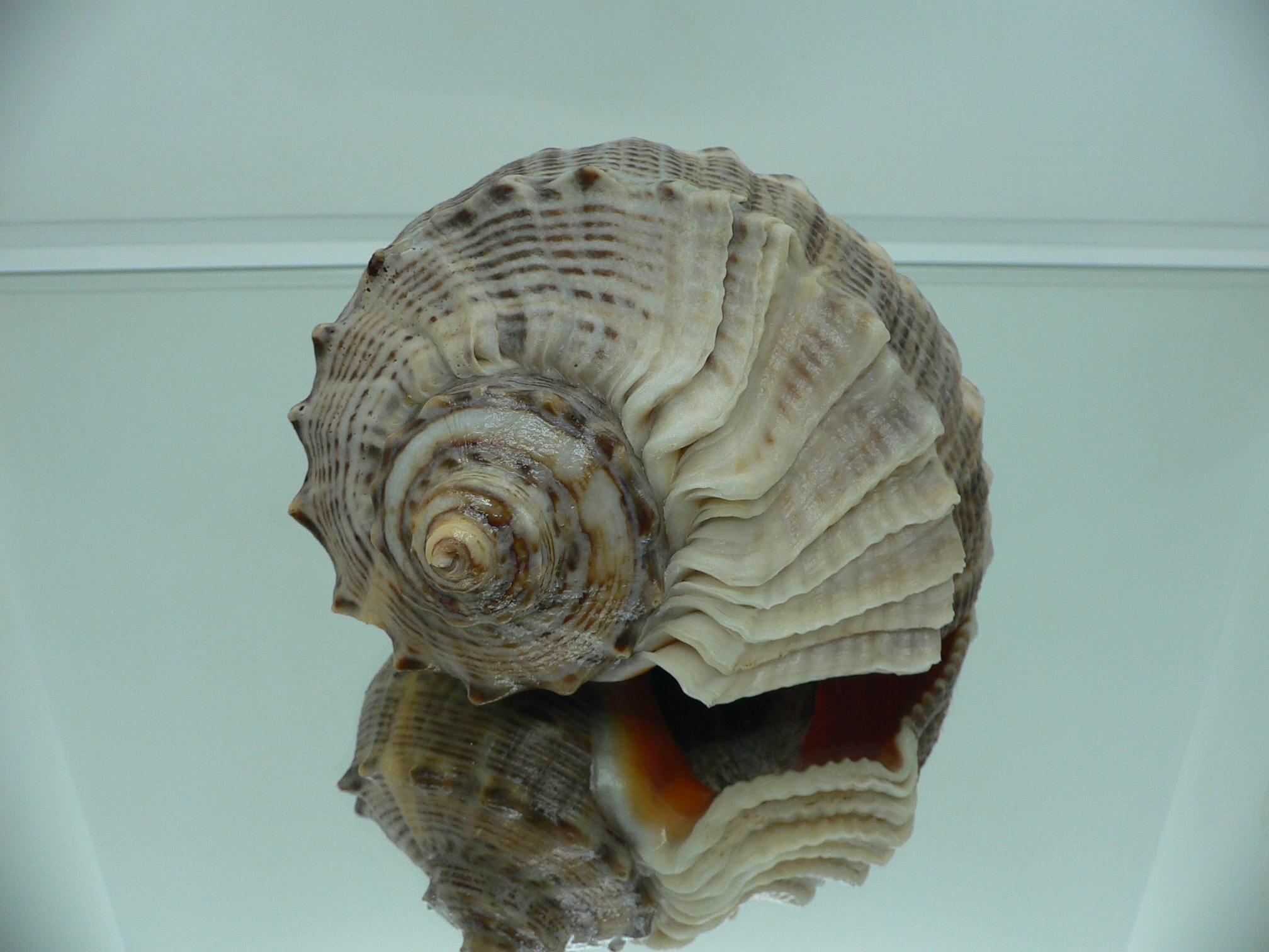 Rapana venosa BIG & HEAVY
