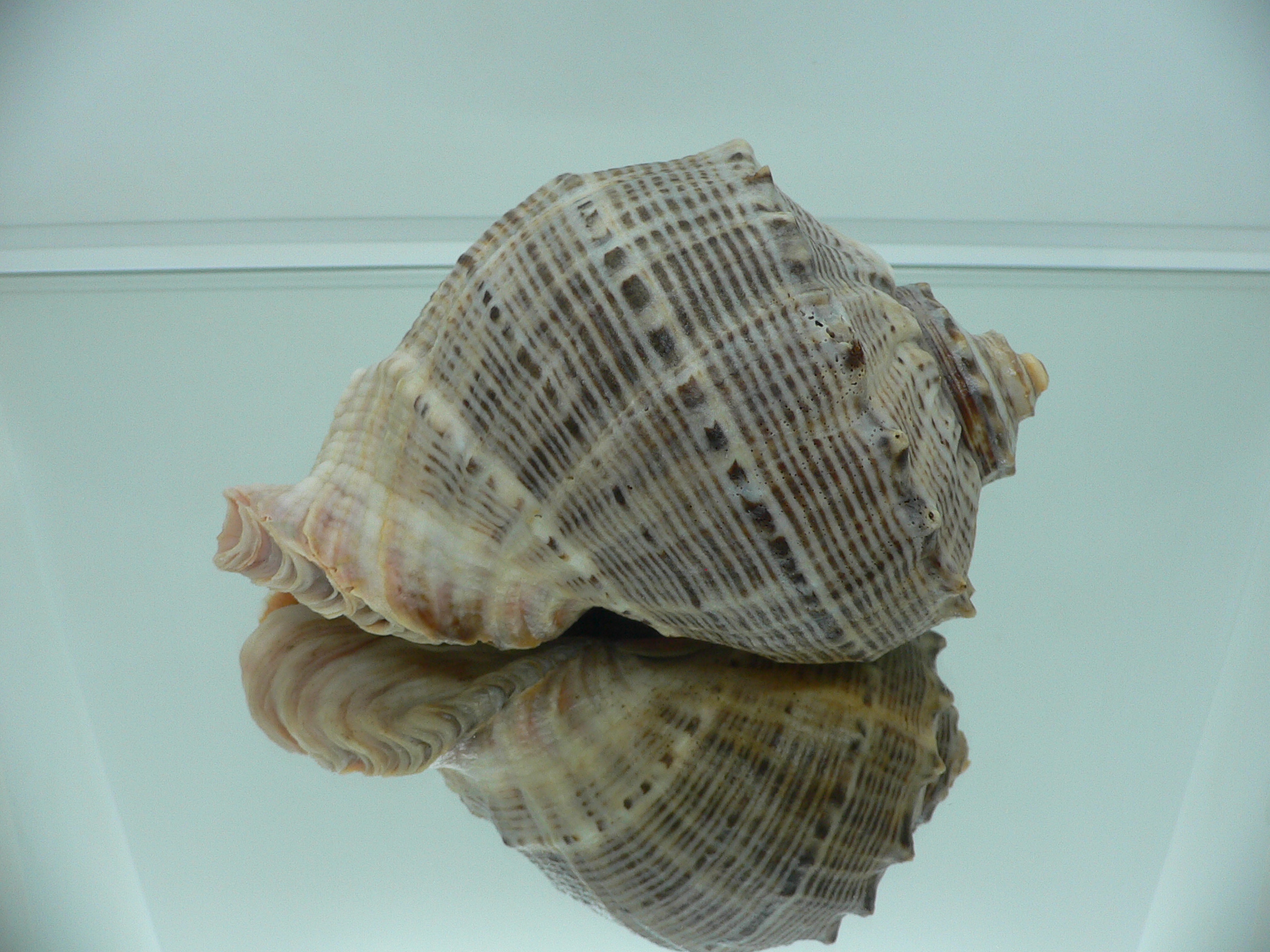 Rapana venosa BIG & HEAVY