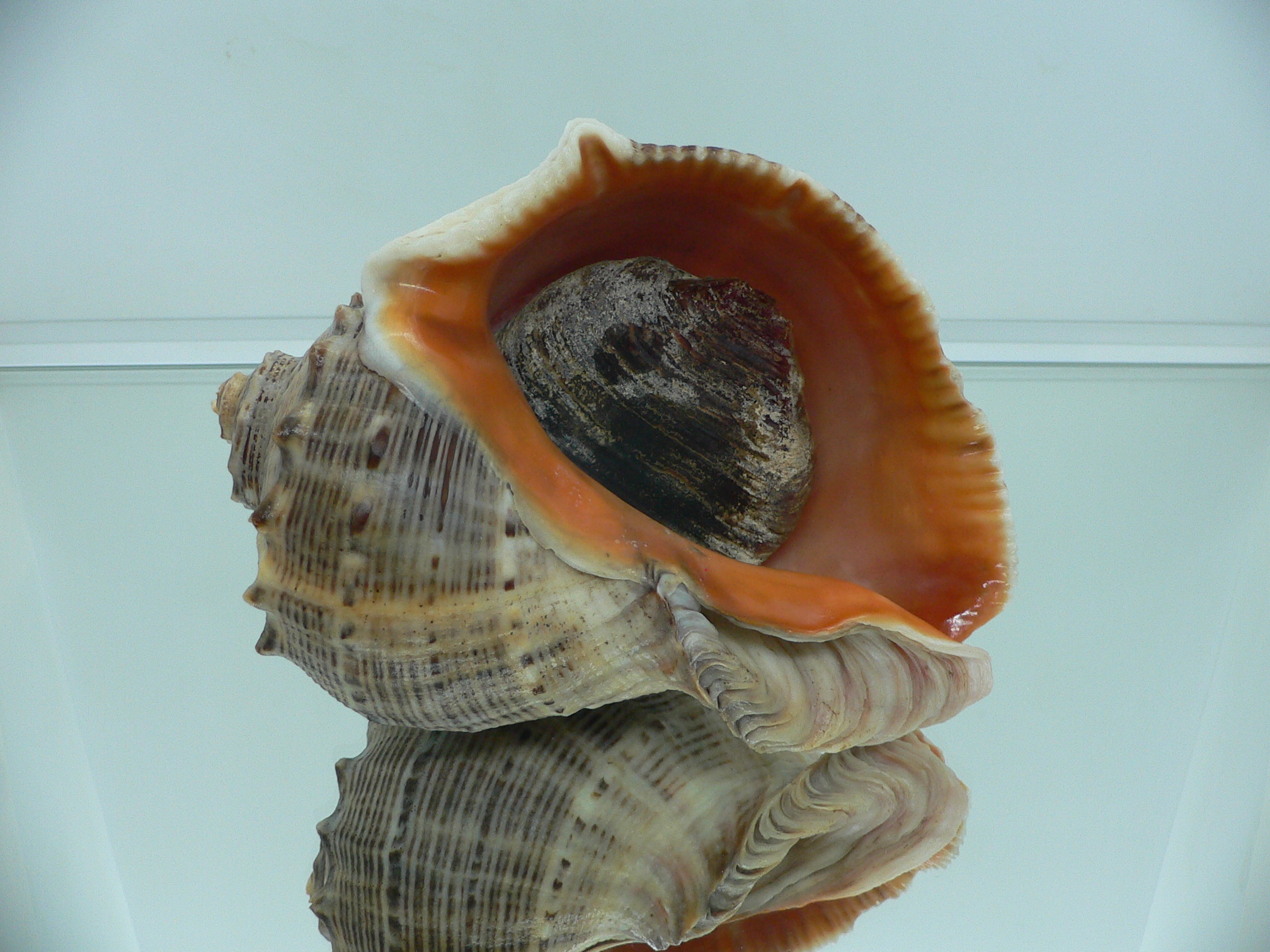 Rapana venosa BIG & HEAVY