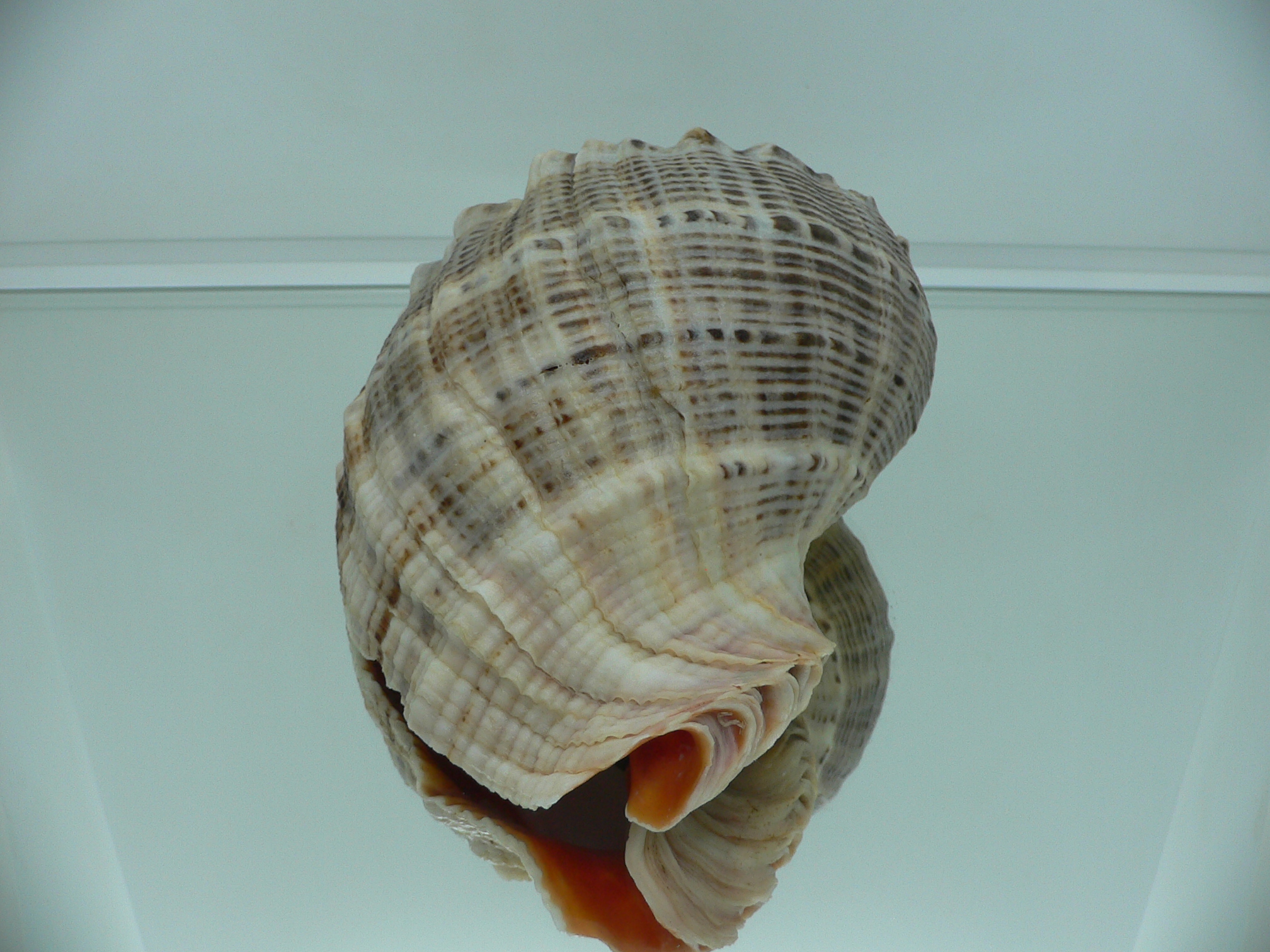 Rapana venosa BIG & HEAVY
