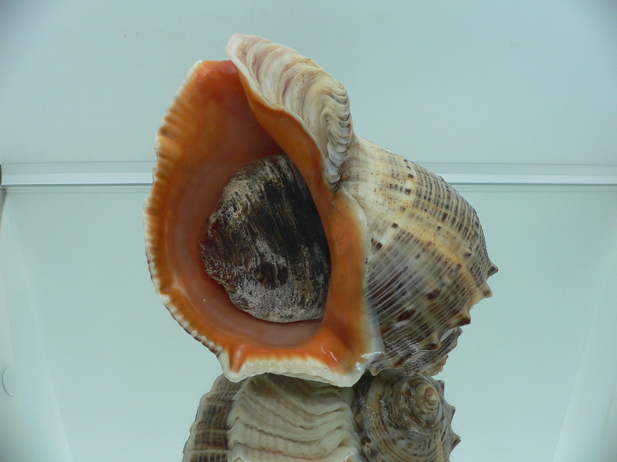 Rapana venosa BIG & HEAVY