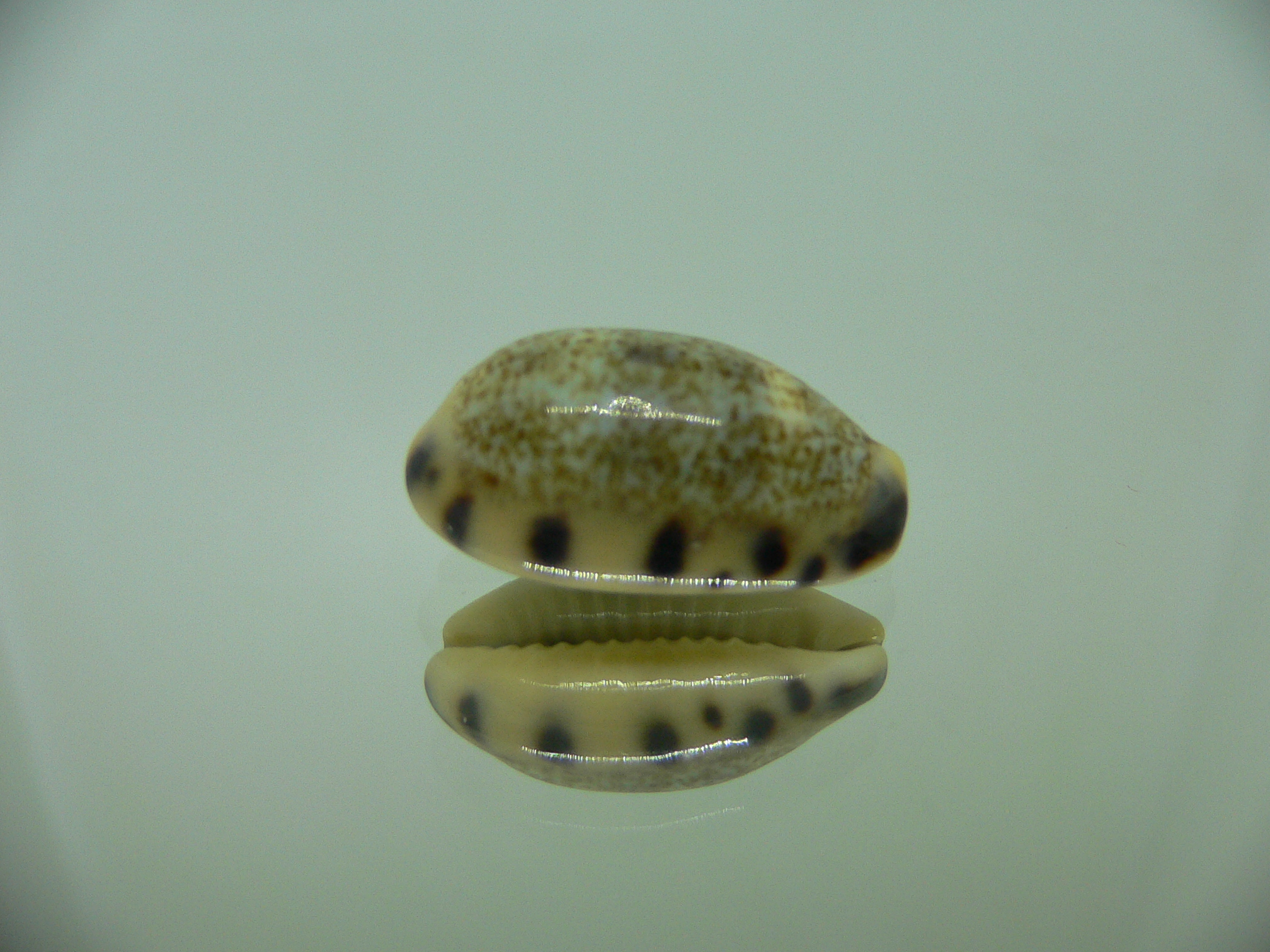 Cypraea felina felina 3